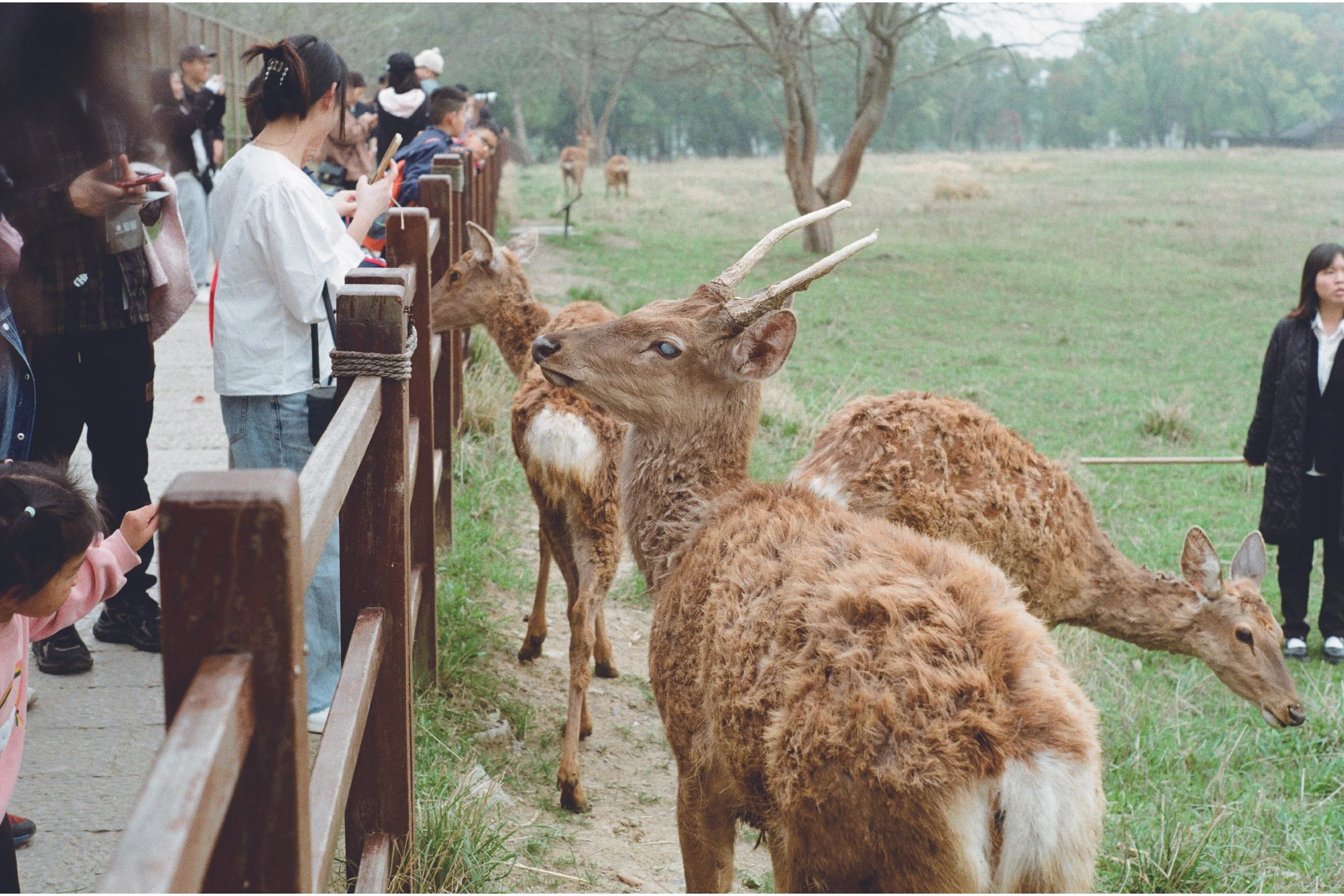People looking and taking photos of deer at a zoo or park with a wooden fence separating them.
