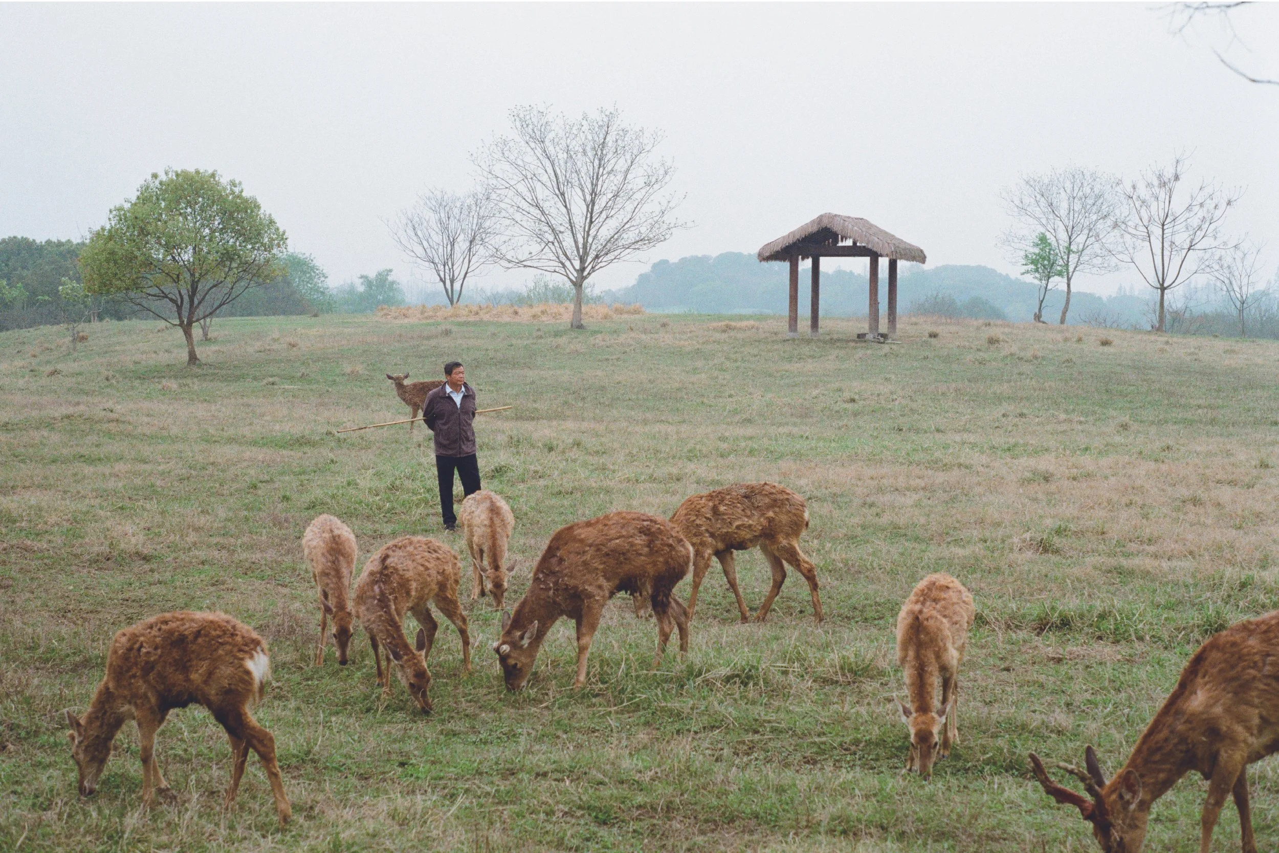 A man with a stick in his hand herds brown deer-like animals on a grassy field with trees and a small thatched-roof shelter in the background.