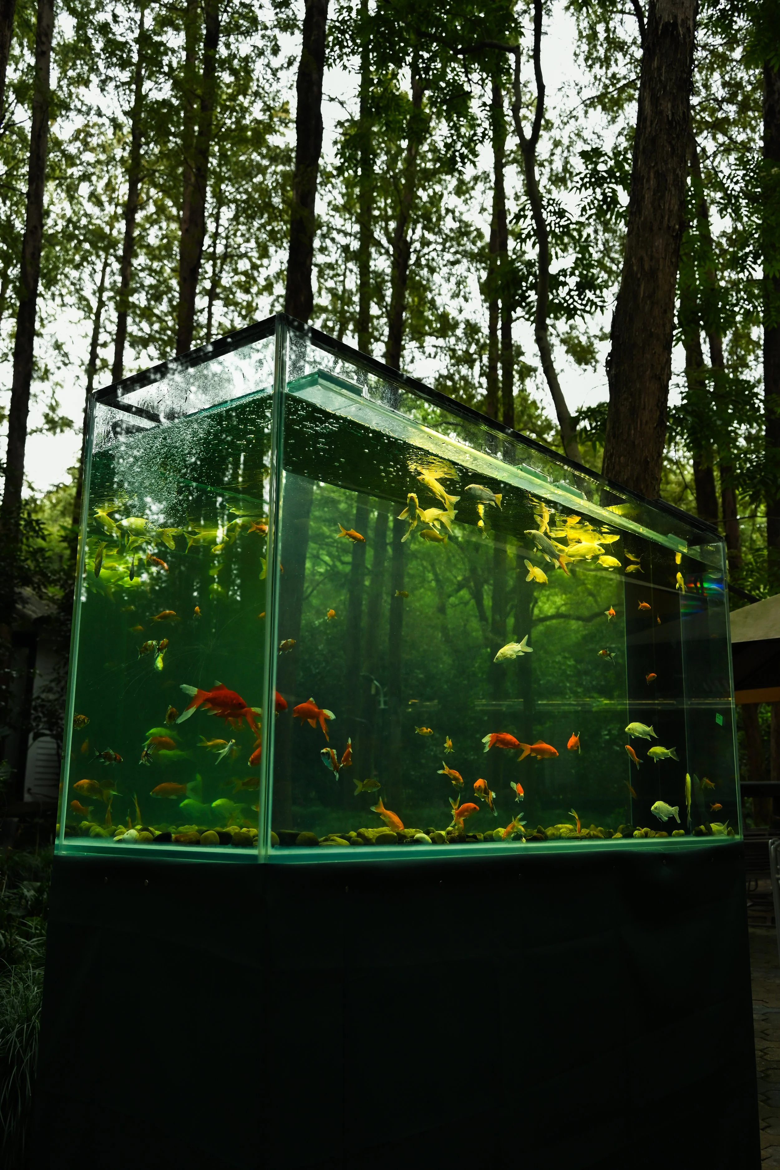 A glass fish tank with various small, colorful fish inside, set outdoors among trees.