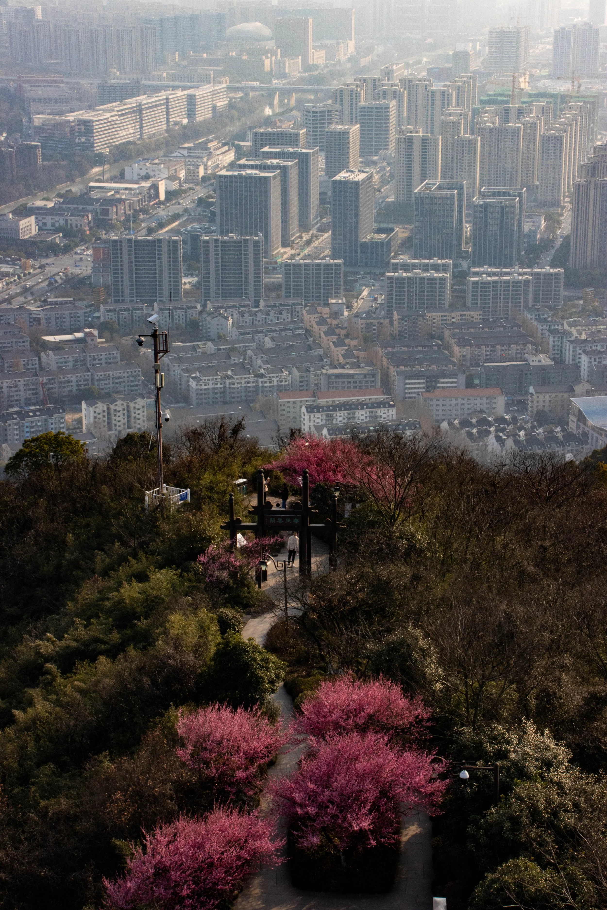 View from a hilltop park with pink blossoming trees, a stone pathway, and traditional Chinese pavilion, overlooking a densely populated city with tall modern buildings and skyscrapers.