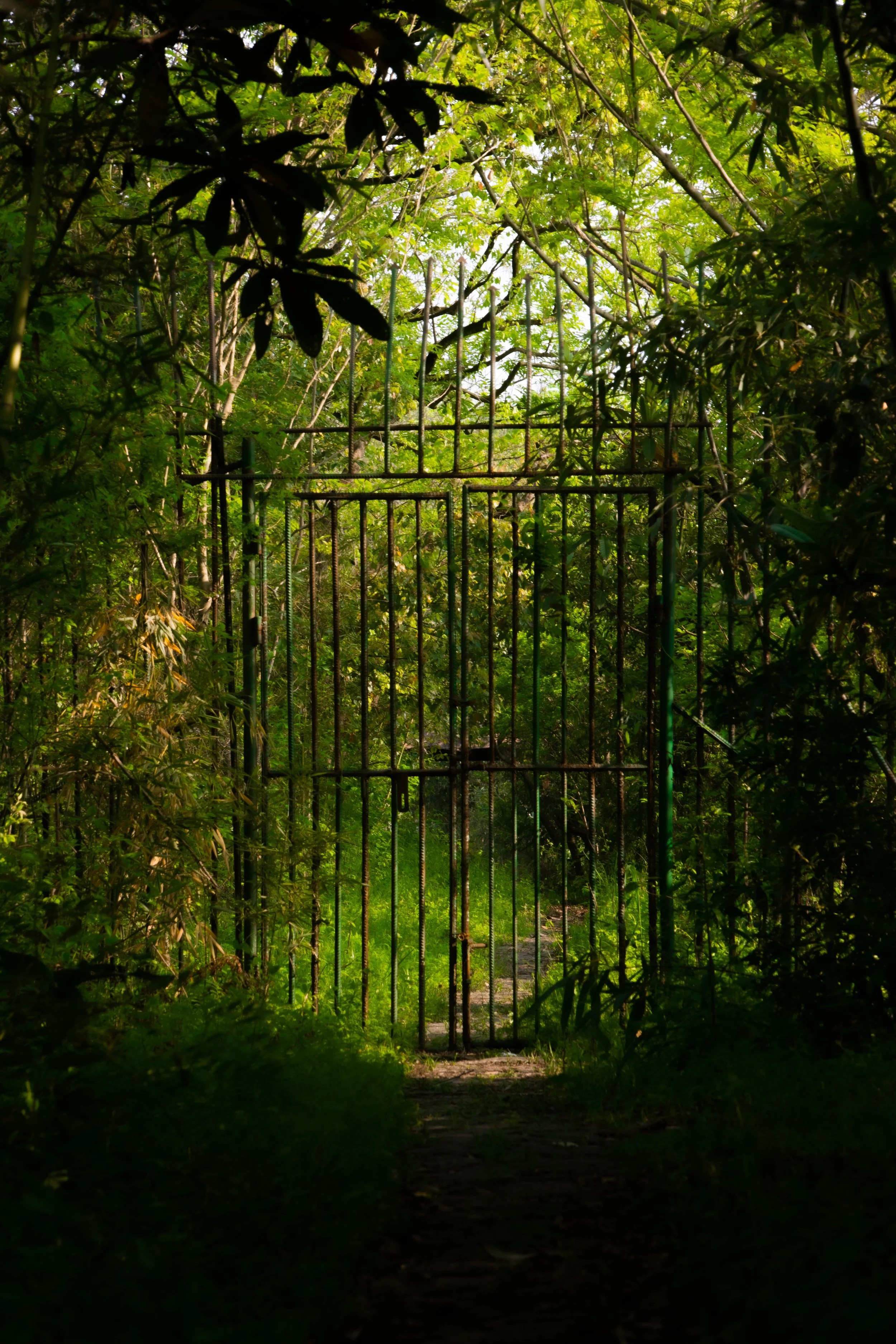 Rusty metal gate in dense green forest surrounds a narrow path