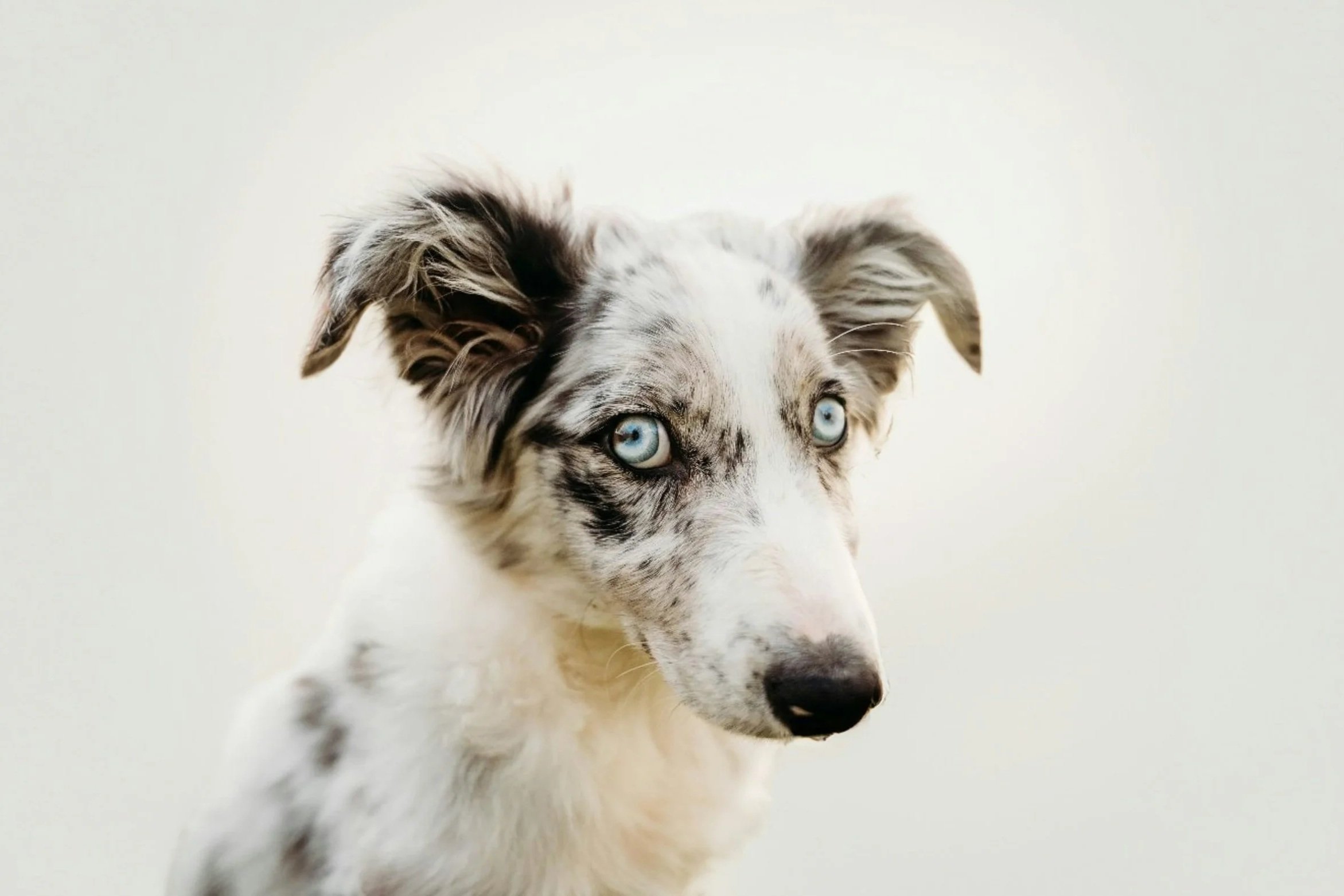 Online Hundetraining Autofahren – schweizweit individuell