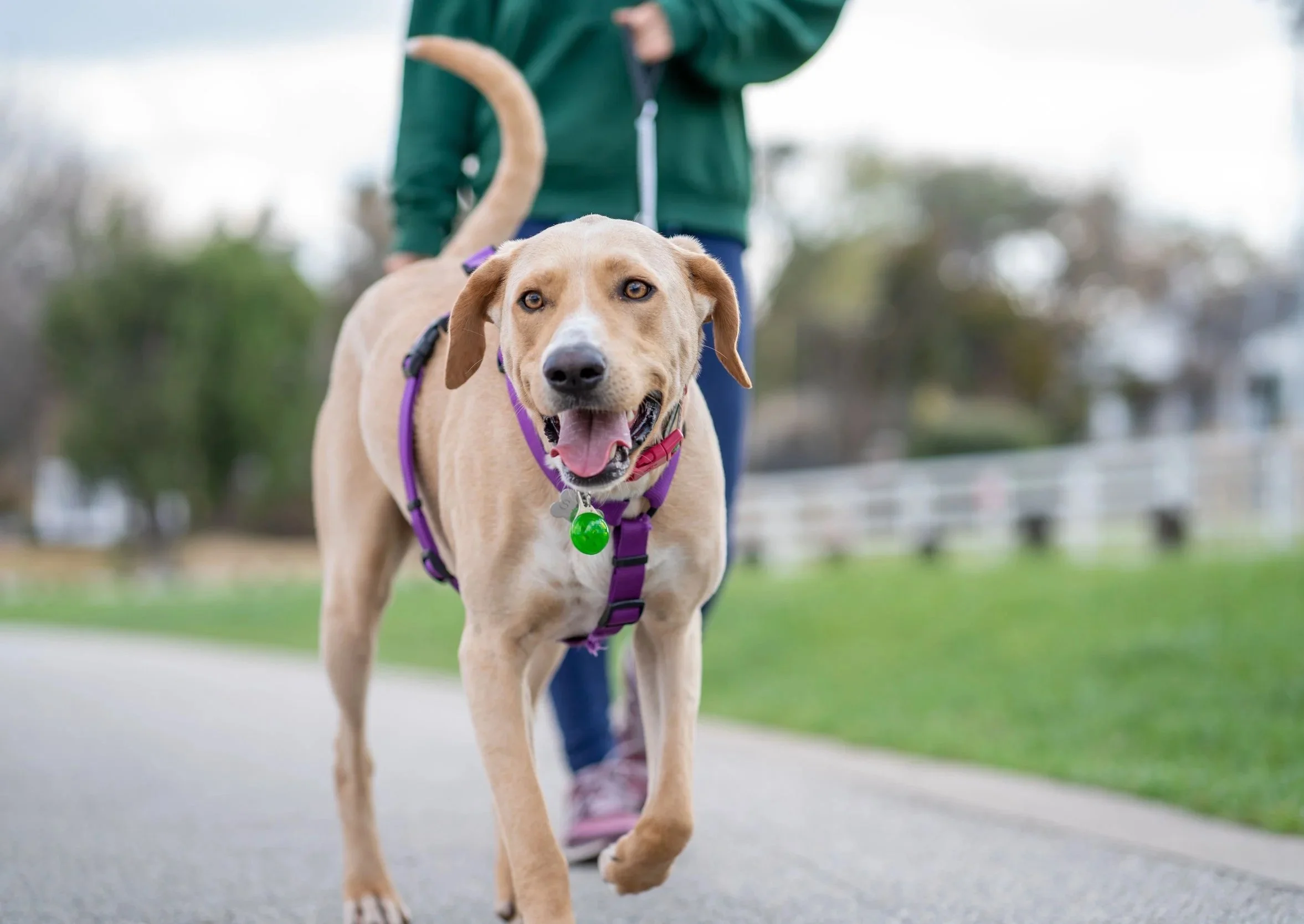 Hund zieht an der Leine: Was dahintersteckt – und wie du es änderst