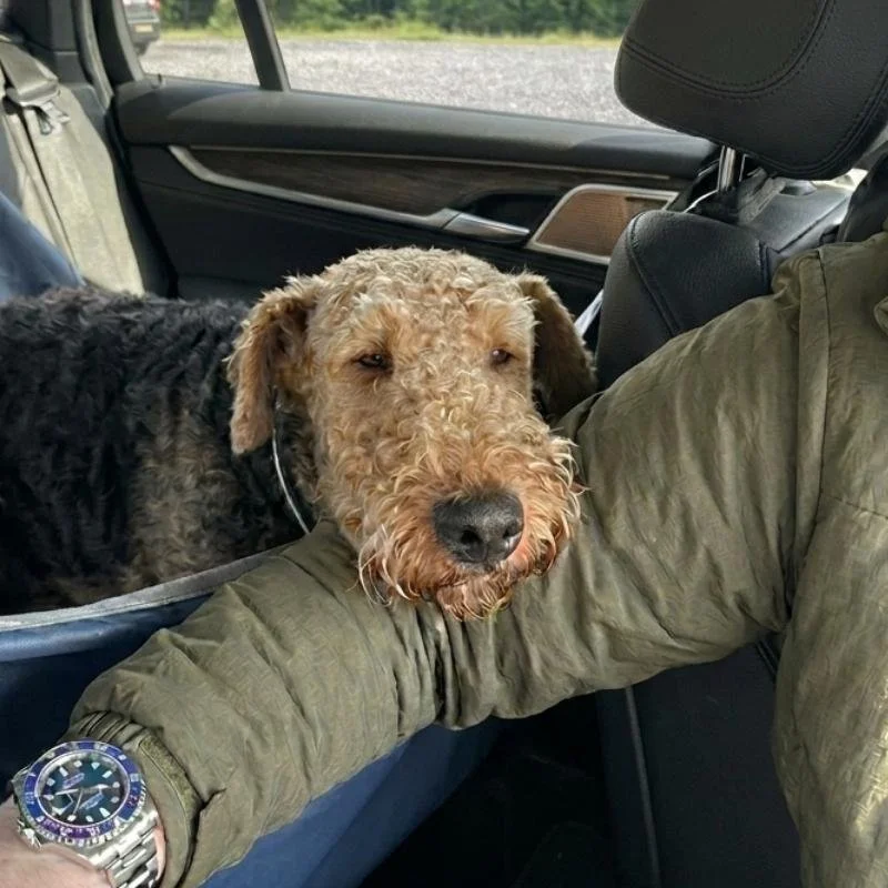 Testimonial-Finn-Hund-Stress-Autofahren
