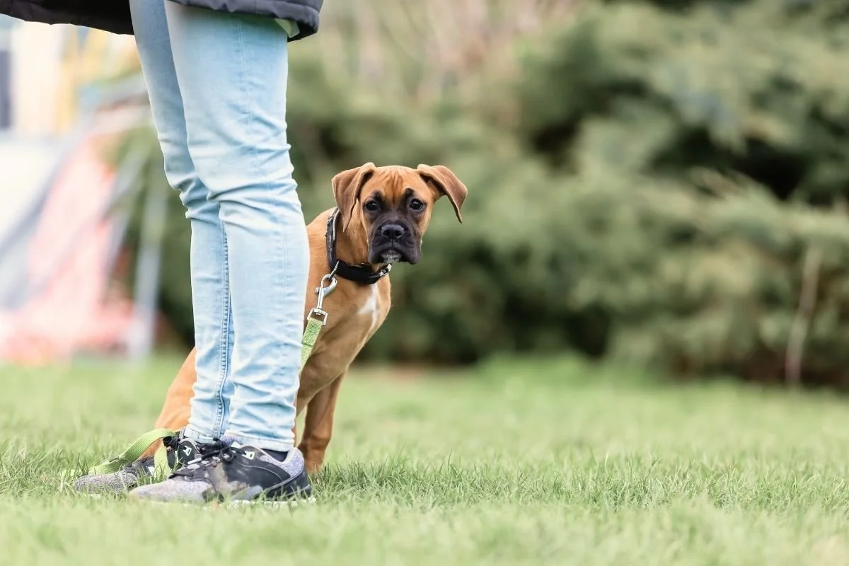 NHB Pruefung Vorbereitung – Hundeschule Luzern indoor