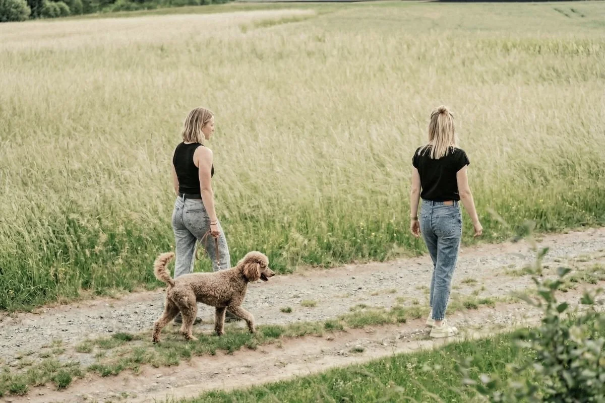 Einzeltraining Leinenfuehrigkeit Pudel – Hundetraining Luzern Zug