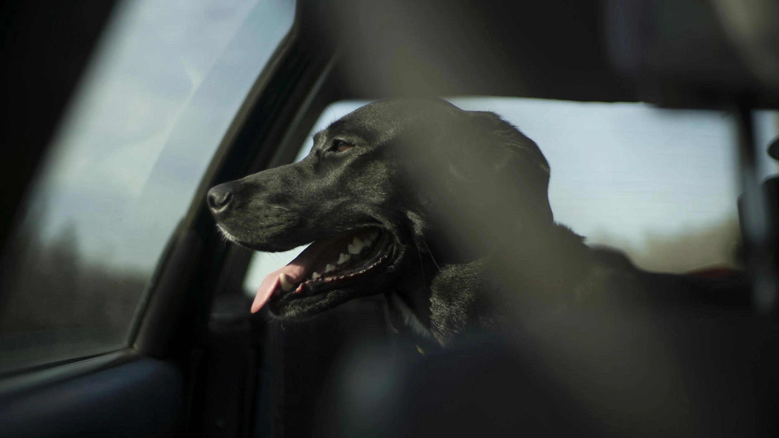 Hund hat Angst im Auto – was wirklich hilft (und was nicht)