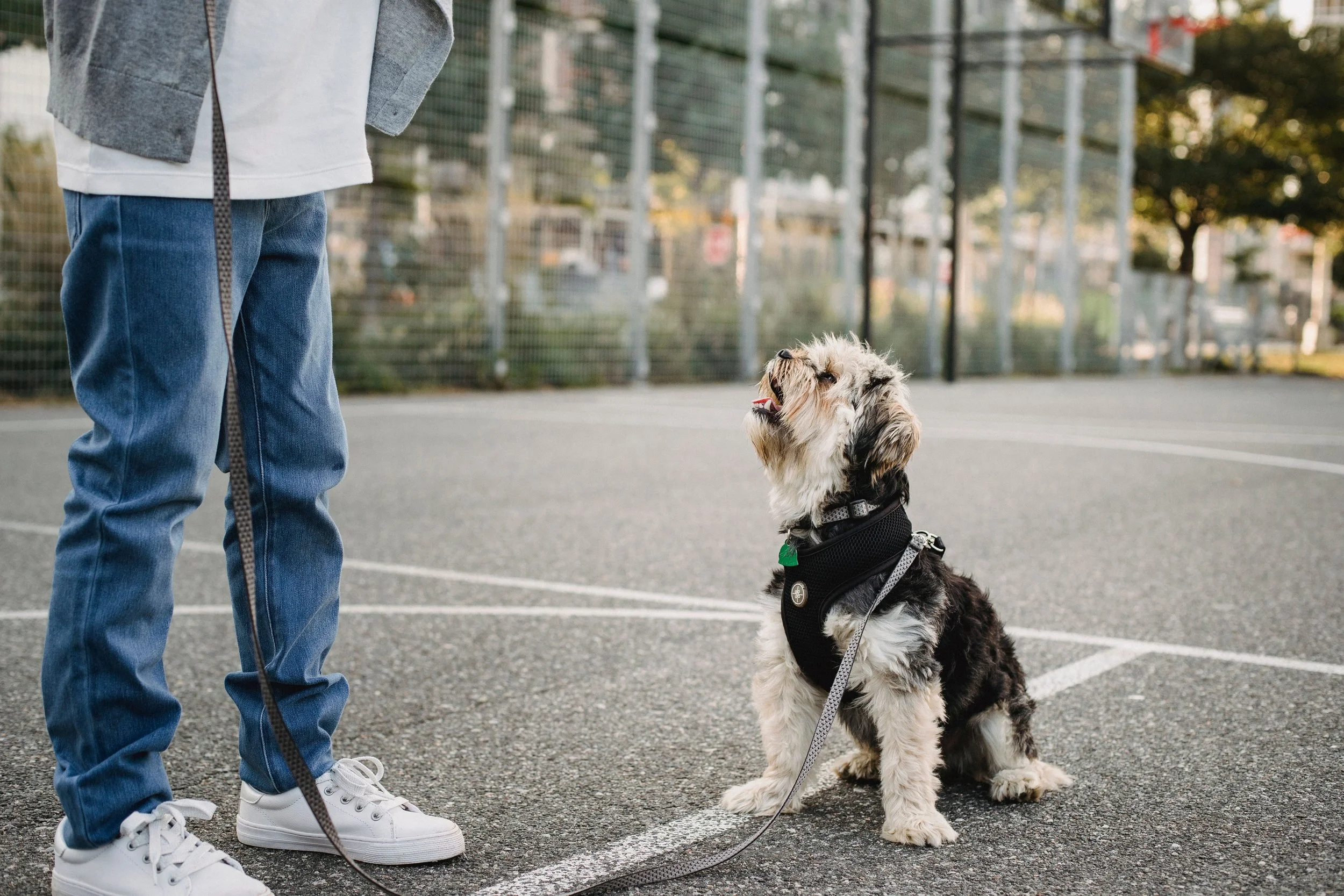 Mobiles Hundetraining Zug – direkt bei dir, in deinem Alltag