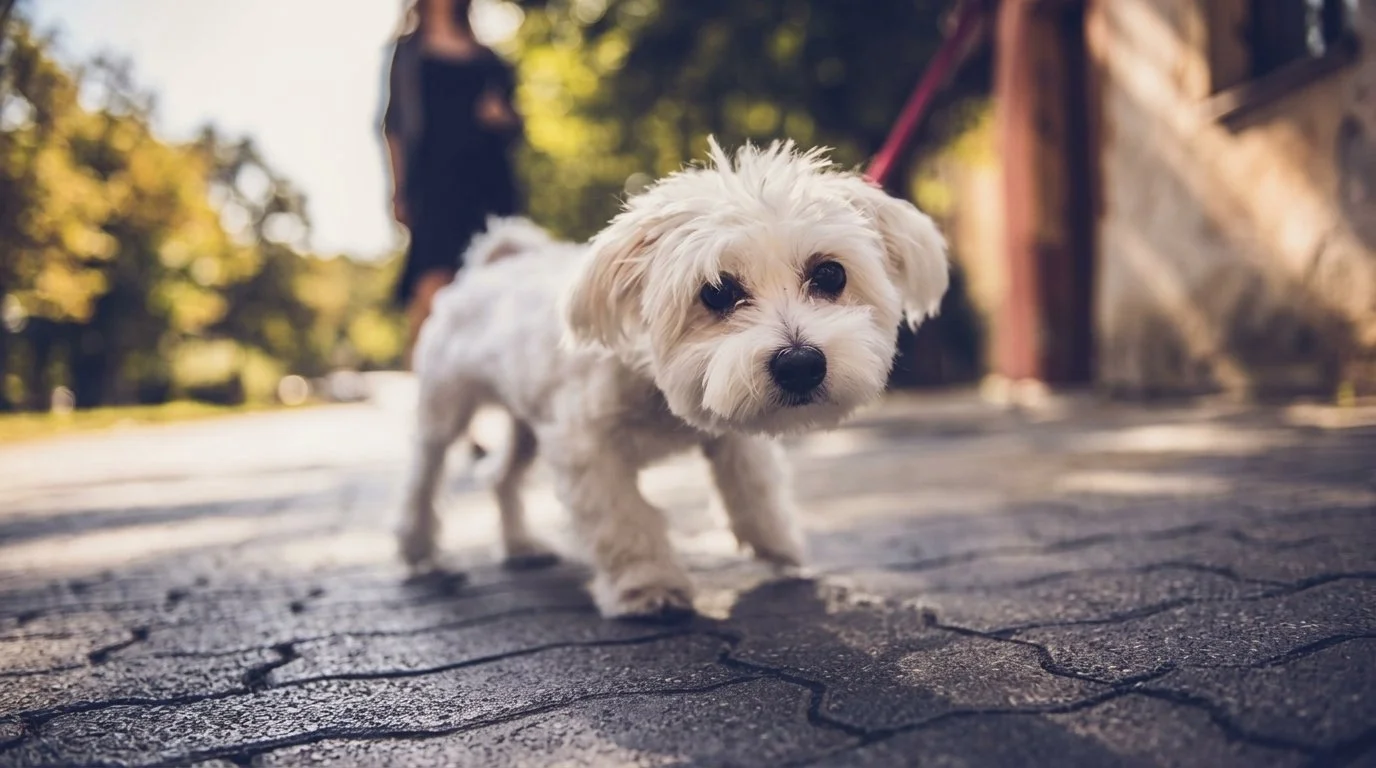 Ängstlicher Hund weicht anderem Hund an der Leine aus – Training Luzern