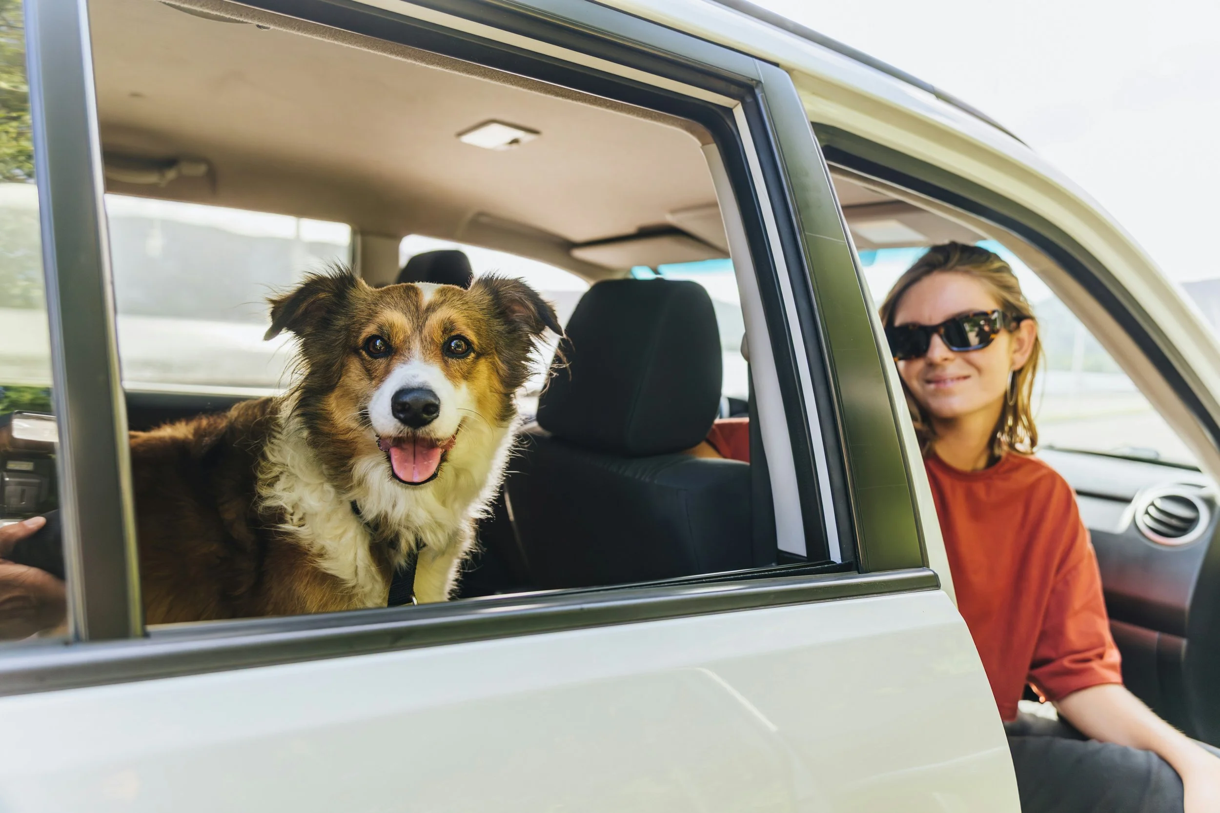 Hund entspannt auf Rücksitz bei Ferienfahrt – Tipps für lange Autofahrten mit Hund