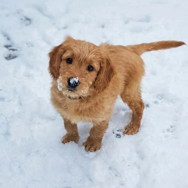 Testimonial-Pavel-Königspudel-Hundeschule-Hundetraining-Luzern-Zug