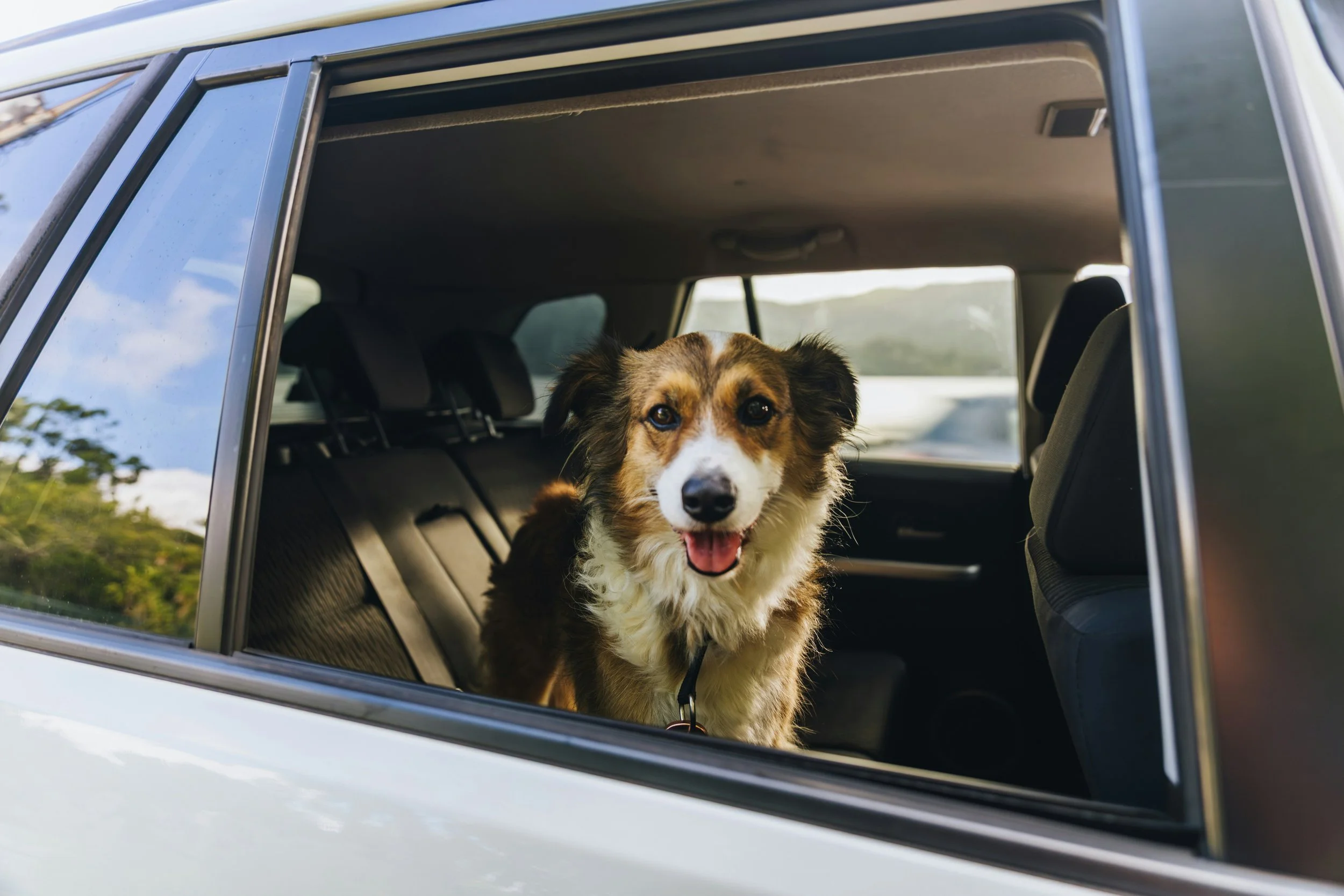 tierschutzhund-autofahren-training-online-schweiz