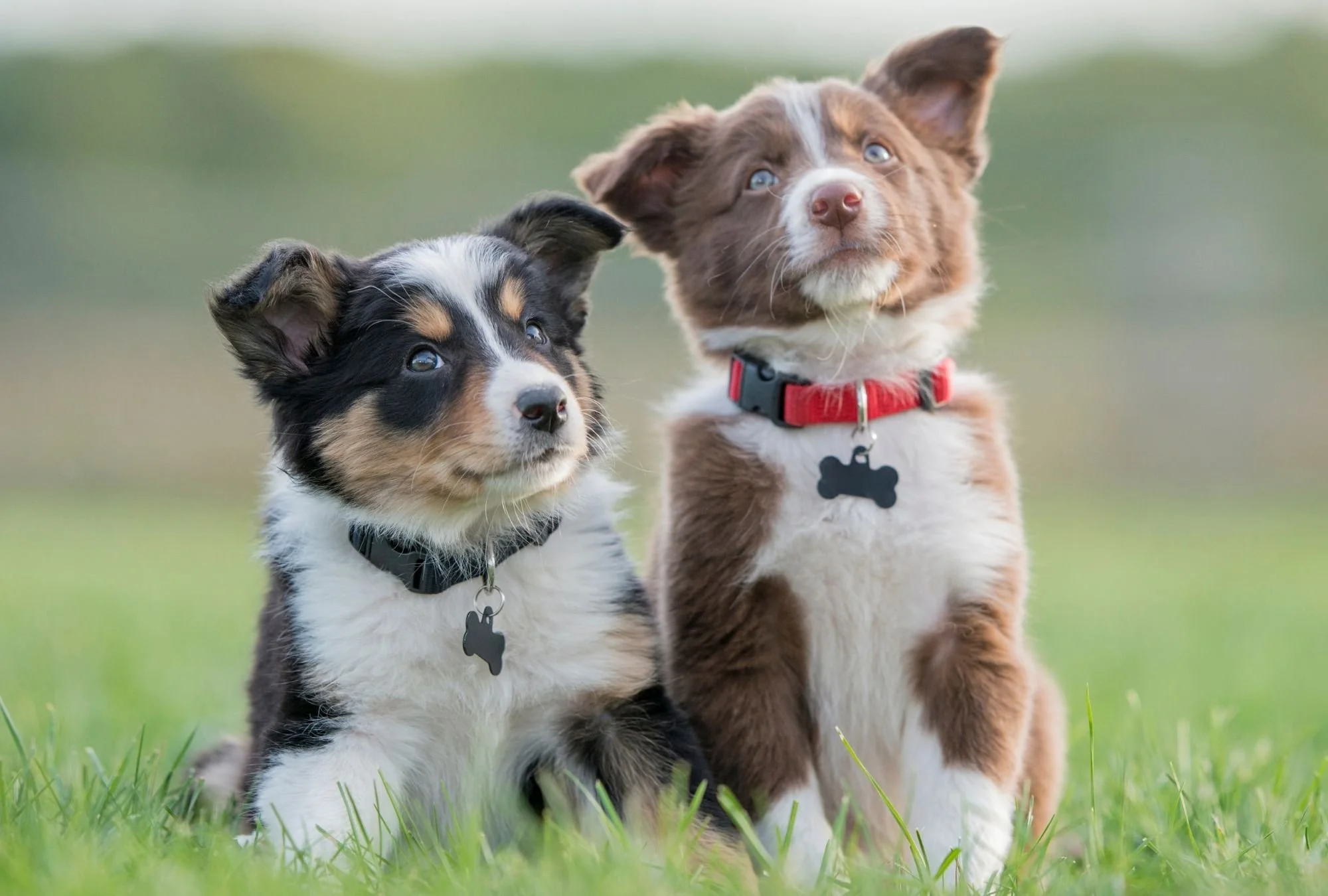 welpentraining-zentralschweiz-Hundeschule-luzern-zug