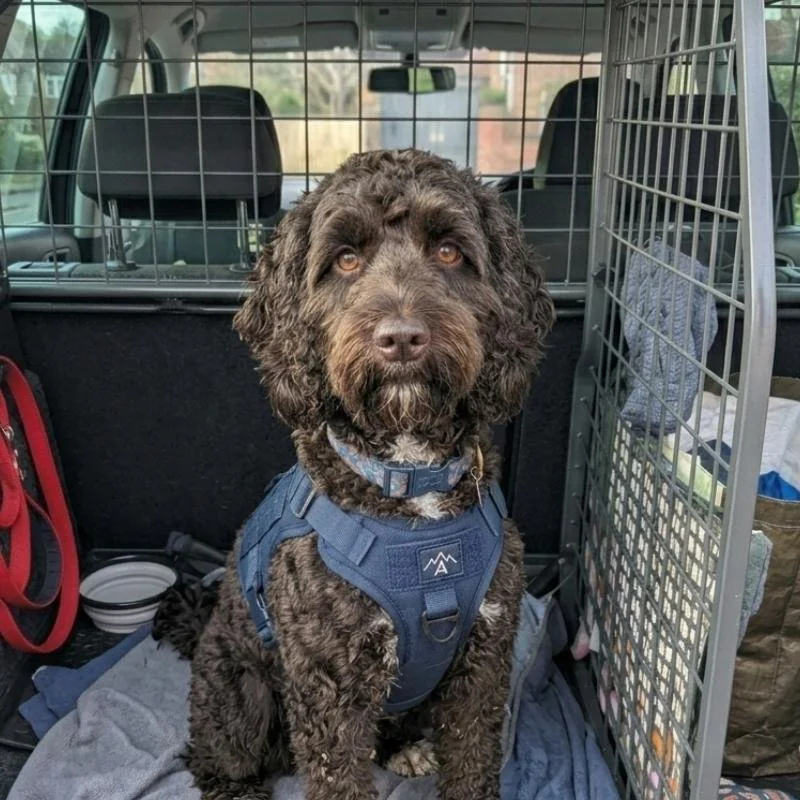 Testimonial-Boogie-Hund-Stress-Autofahren