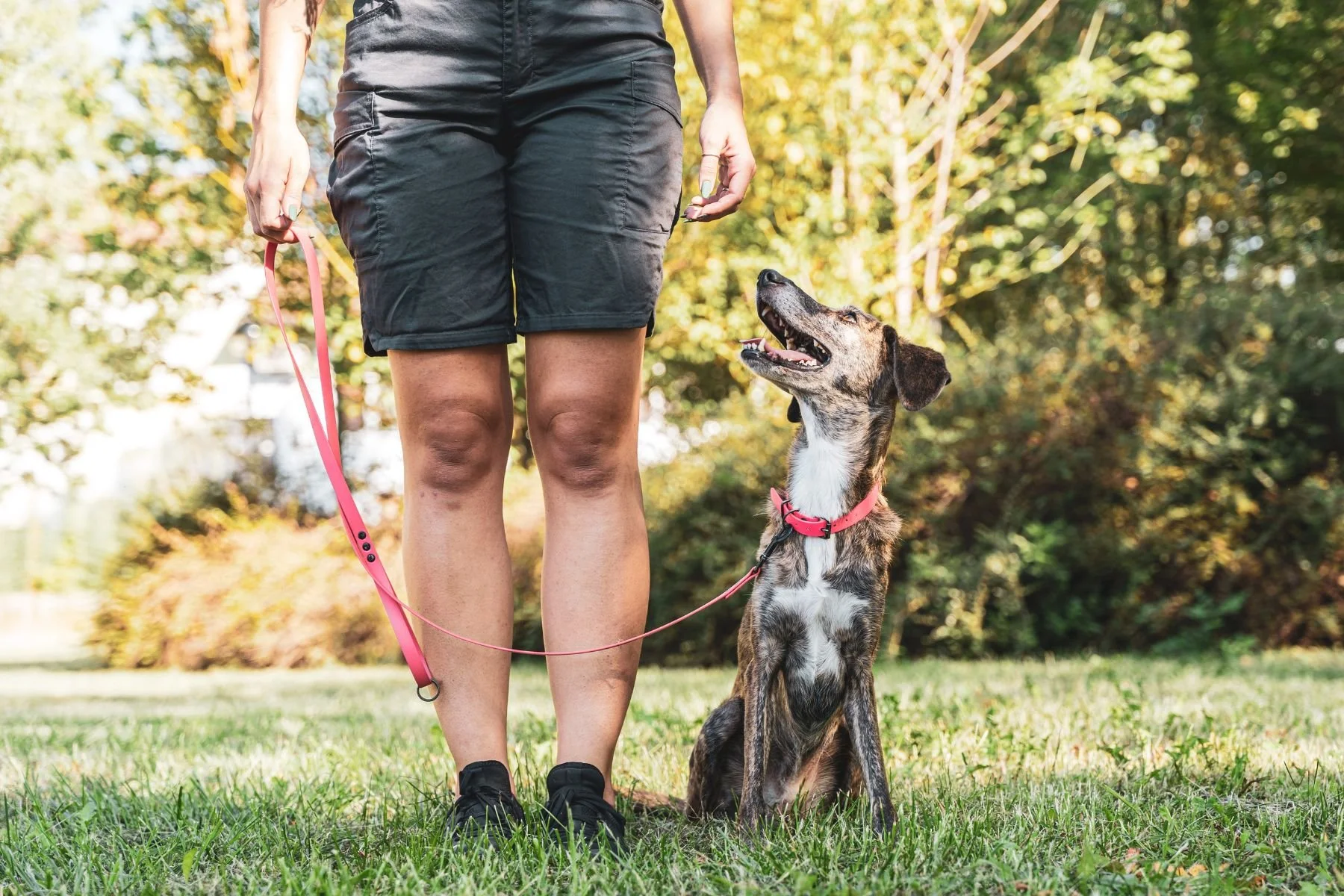 Hund und Hundeführerin beim NHB-Training Luzern – Vorbereitung auf die Prüfung