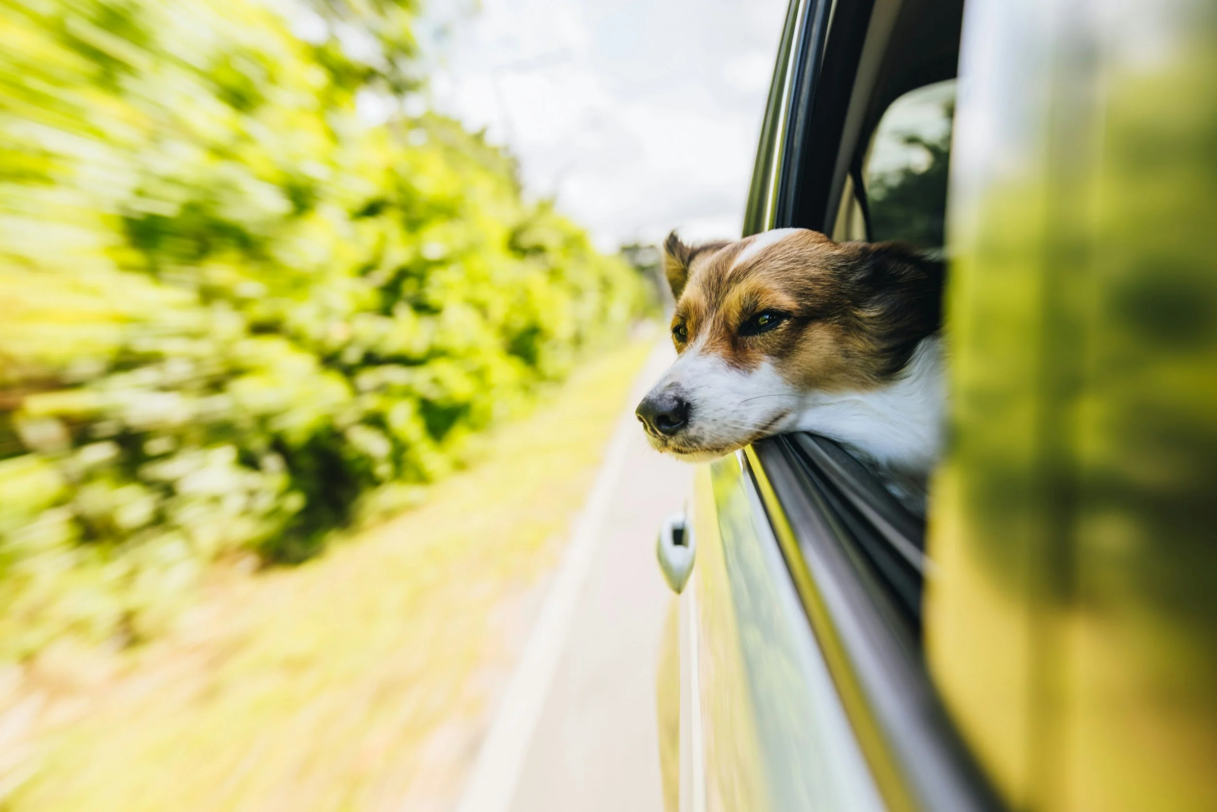 Hund im Auto im Sommer – Hitze und Sicherheit beim Autofahren