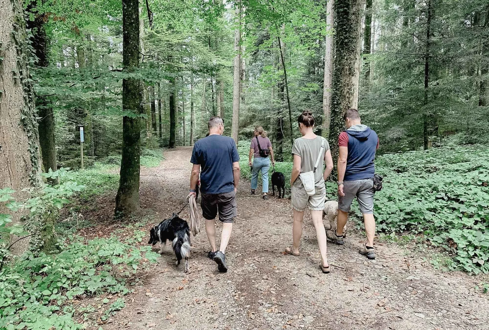 Fünf Menschen und zwei Hunde wandern auf einem Waldweg durch einen grünen Wald.