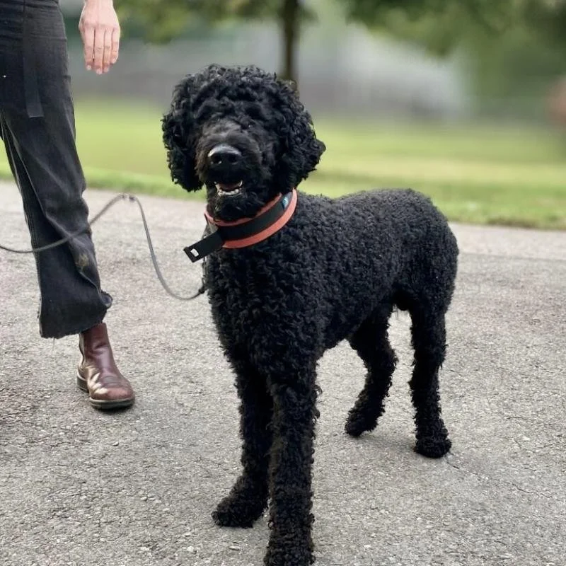 Testimonial-Pavel-Königspudel-Hundeschule-Hundetraining-Luzern-Zug