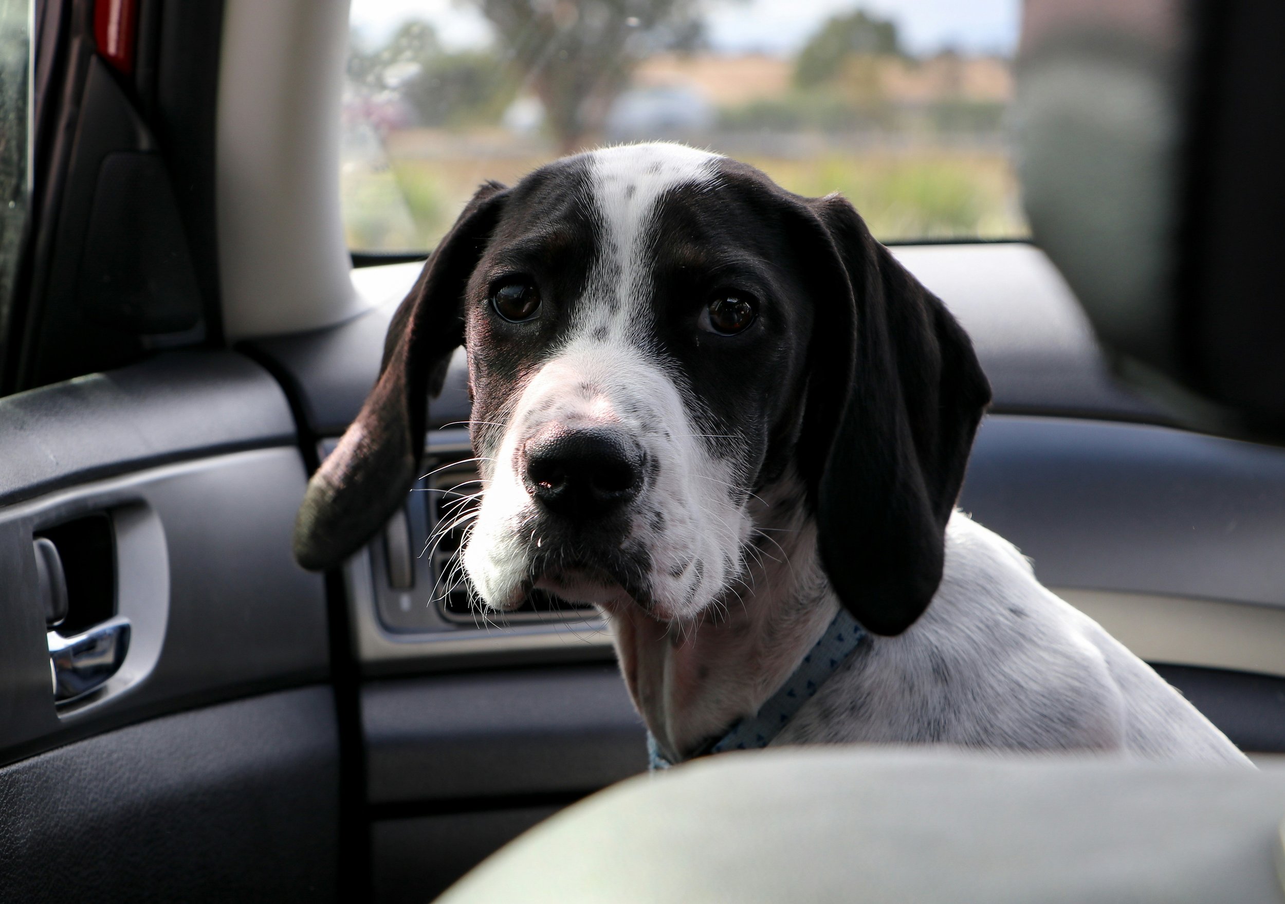 Gestresster Hund im Auto – Autofahrtraining