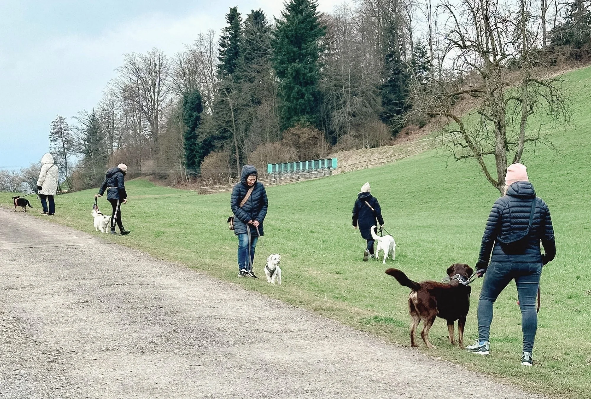 Mehrere Menschen gehen mit Hunden in einem Park spazieren, umgeben von Bäumen und Hügeln, bei bewölktem Himmel.