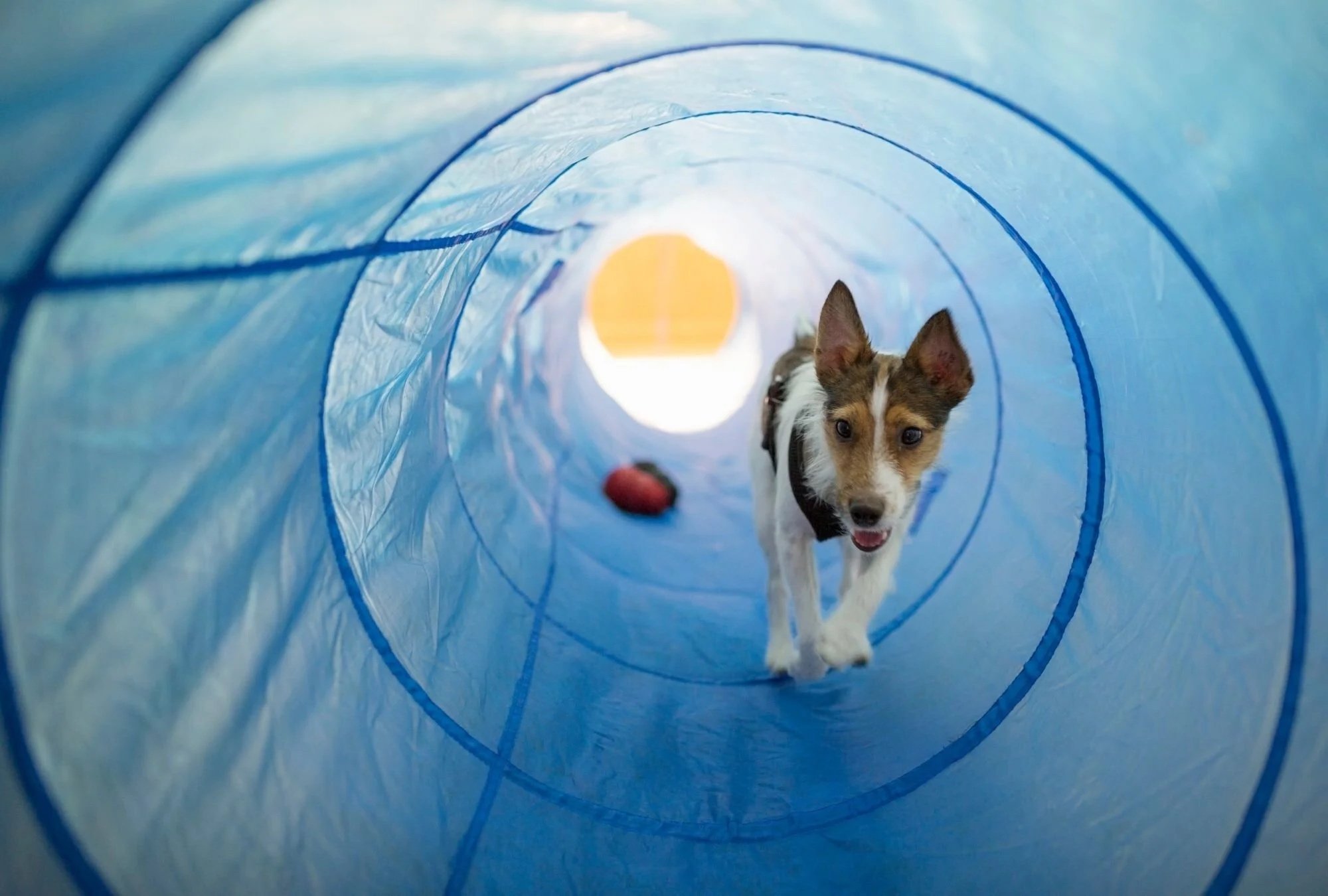 Ein Hund läuft durch eine blaue Kunststoffröhre. Die Röhre ist transparent und hat eine kreisförmige Öffnung, durch die die Sonne sichtbar ist.