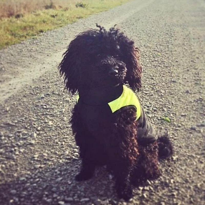 Testimonial-Ingo-Toypudel-Hundeschule-Hundetraining-Luzern-Zug