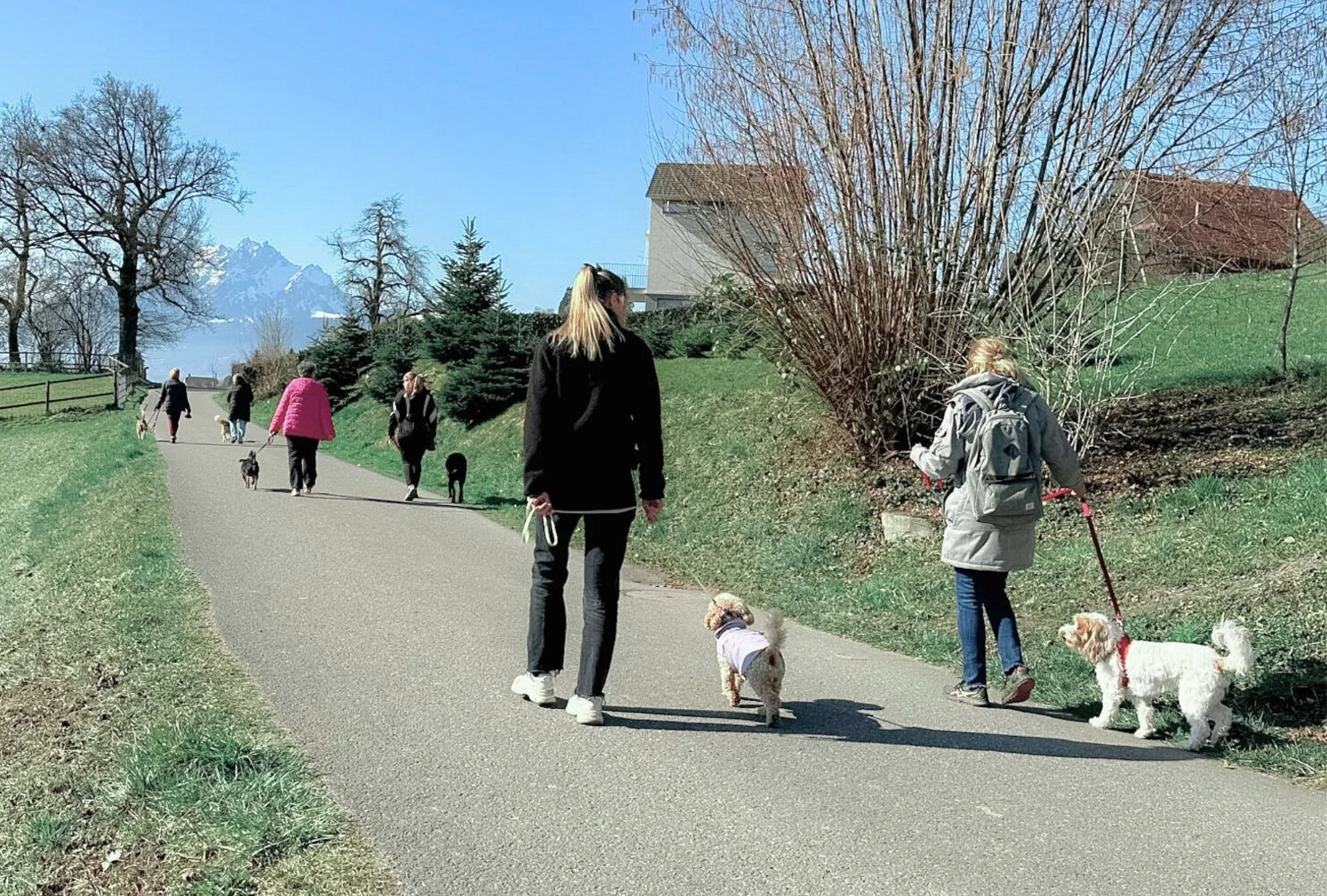 Menschen, Kinder und Hunde beim Spaziergang in einem Park bei schönem Wetter, Bäume und Berge im Hintergrund.