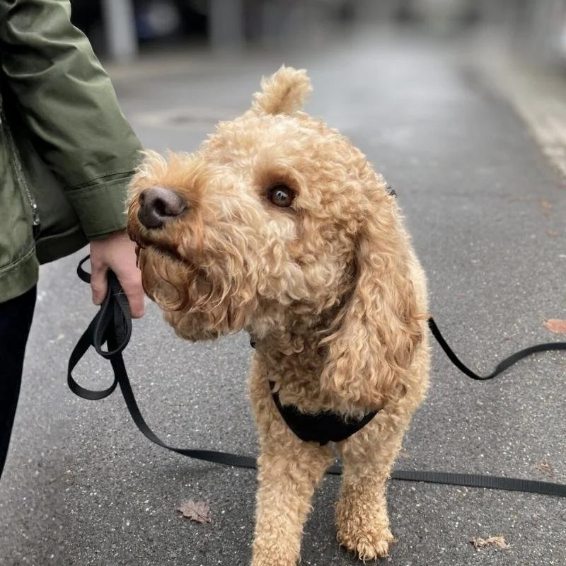 Testimonial-Smilla-Pudel-Hundeschule-Hundetraining-Luzern-Zug