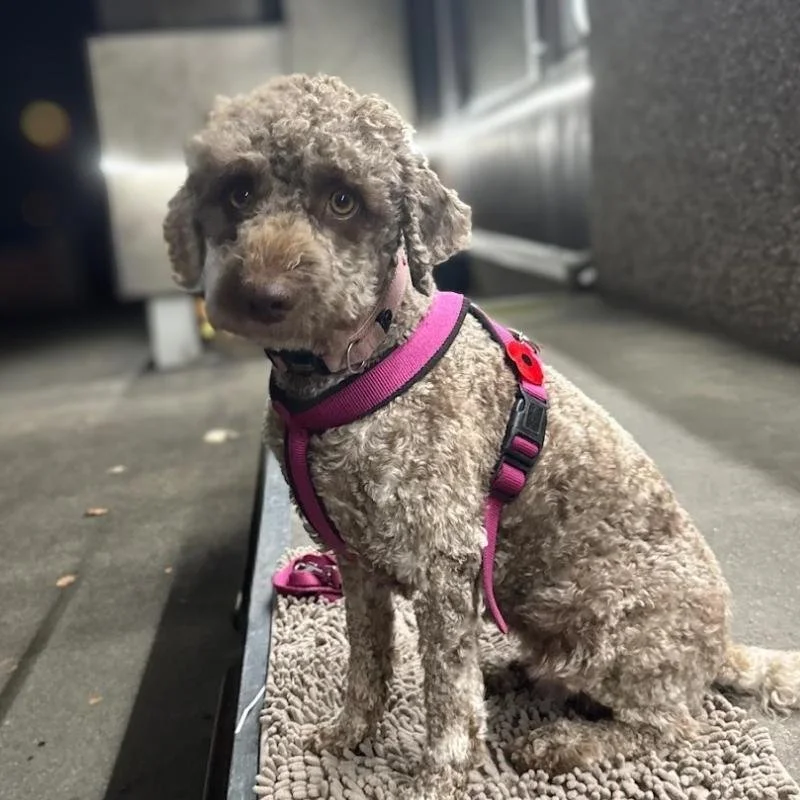 Testimonial-Daisy-Lagotto-Hundeschule-Hundetraining-Luzern-Zug