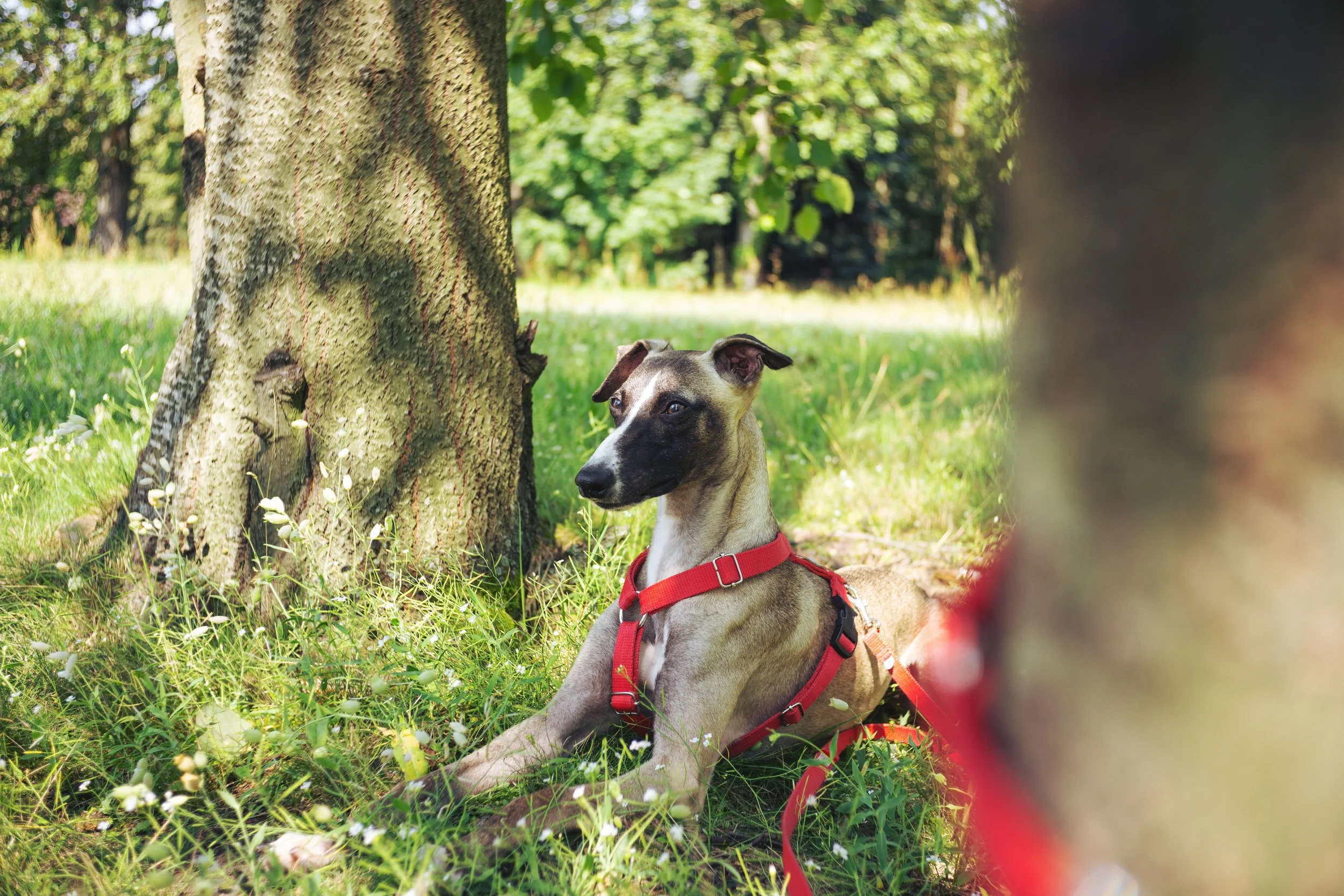 Mobiles Hundetraining Luzern – was es ist, wie es läuft, für wen es passt