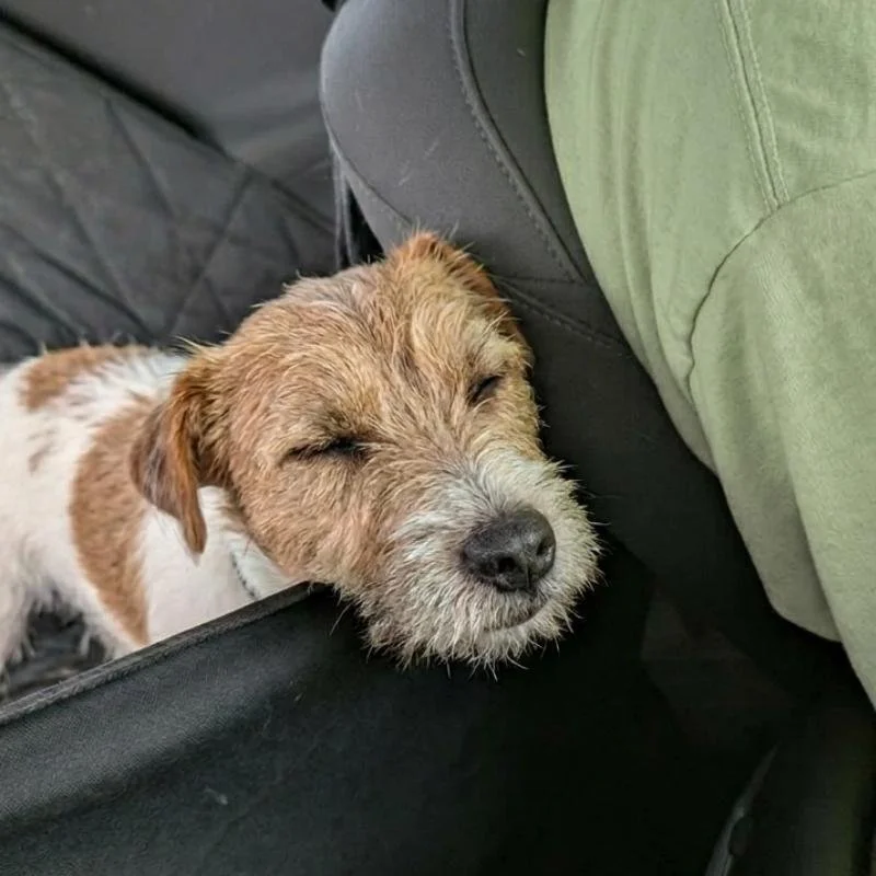 Testimonial-Bertie-Hund-Stress-Autofahren