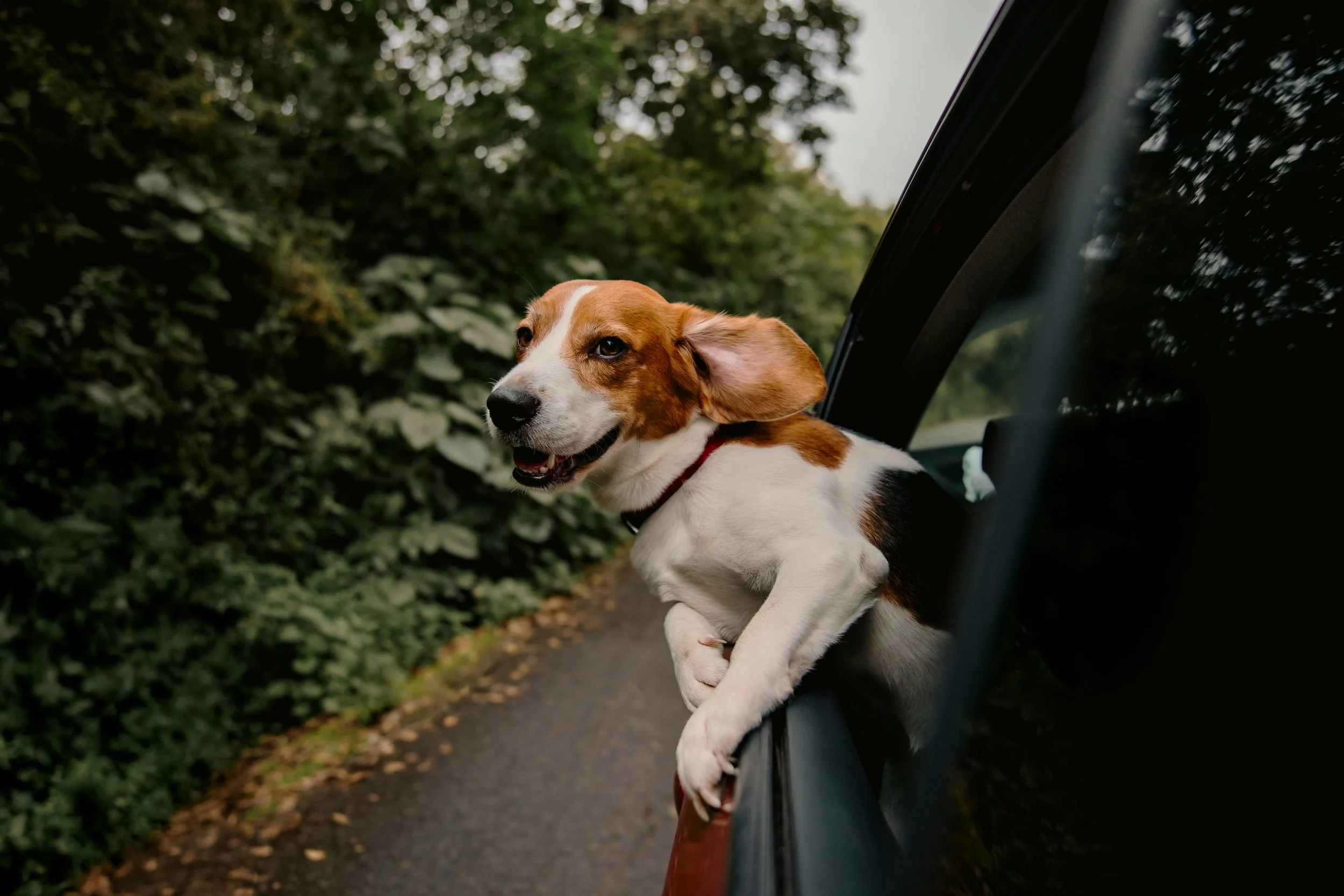 Hund im Auto sichern: Was in der Schweiz gilt