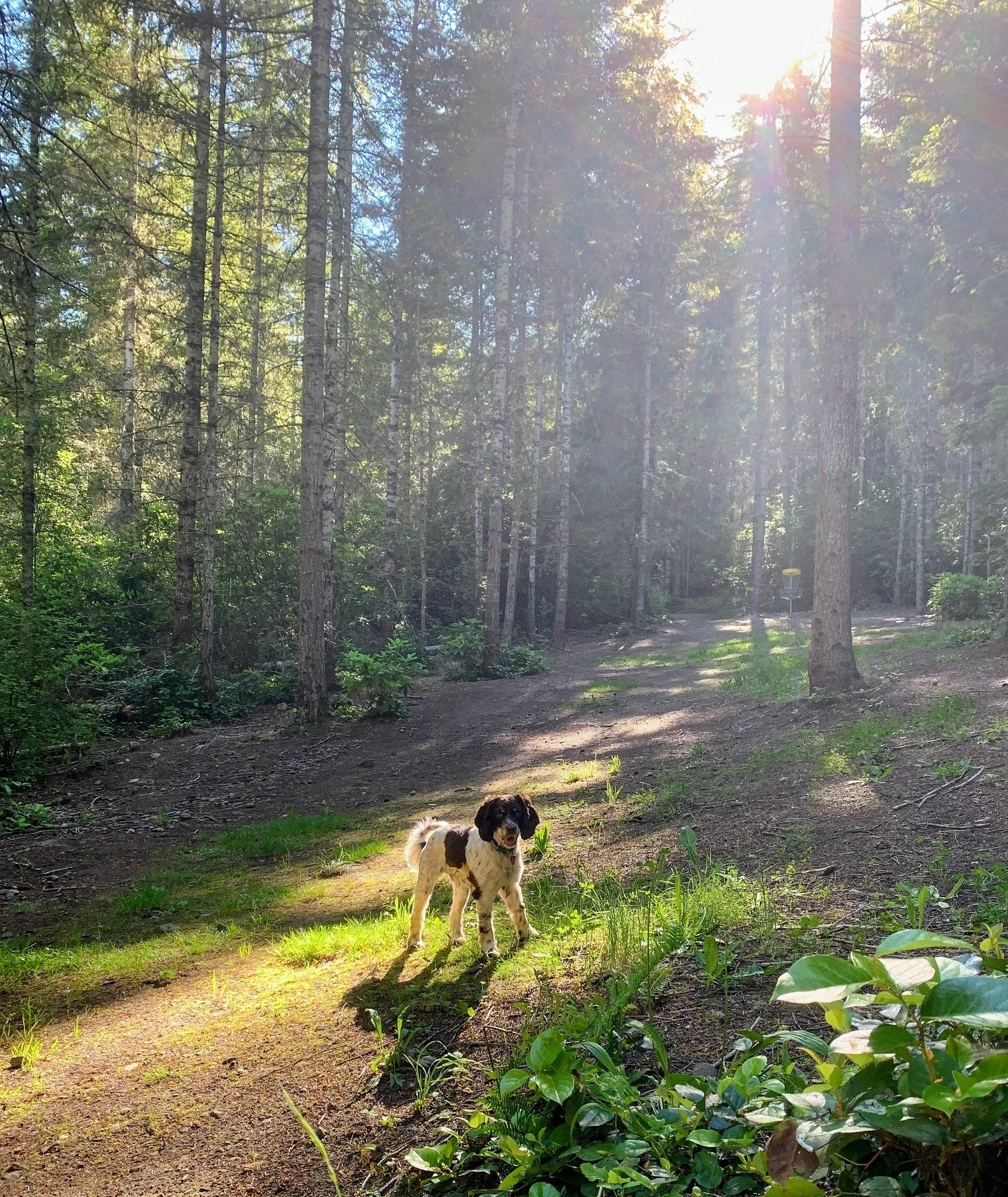 Waldbaden-mit-Hund-Luzern