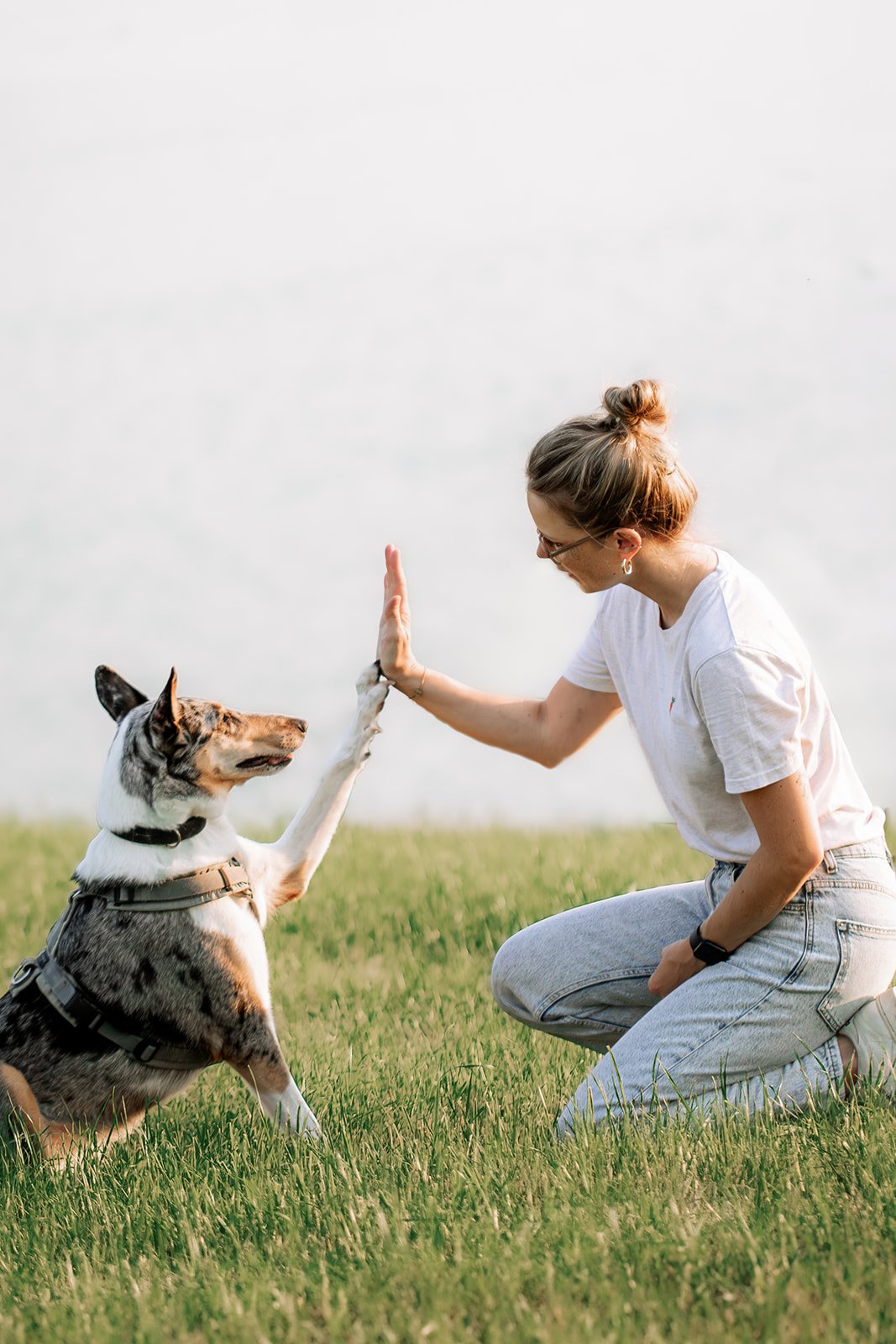 Mobiles Hundetraining – Hundeschule Luzern Zug
