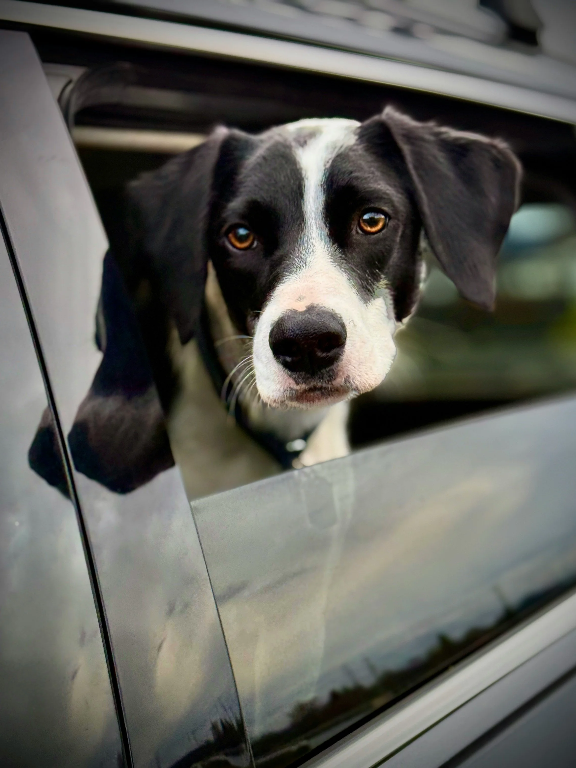 Hund entspannt im Auto – Ergebnis Autofahrtraining Schweiz