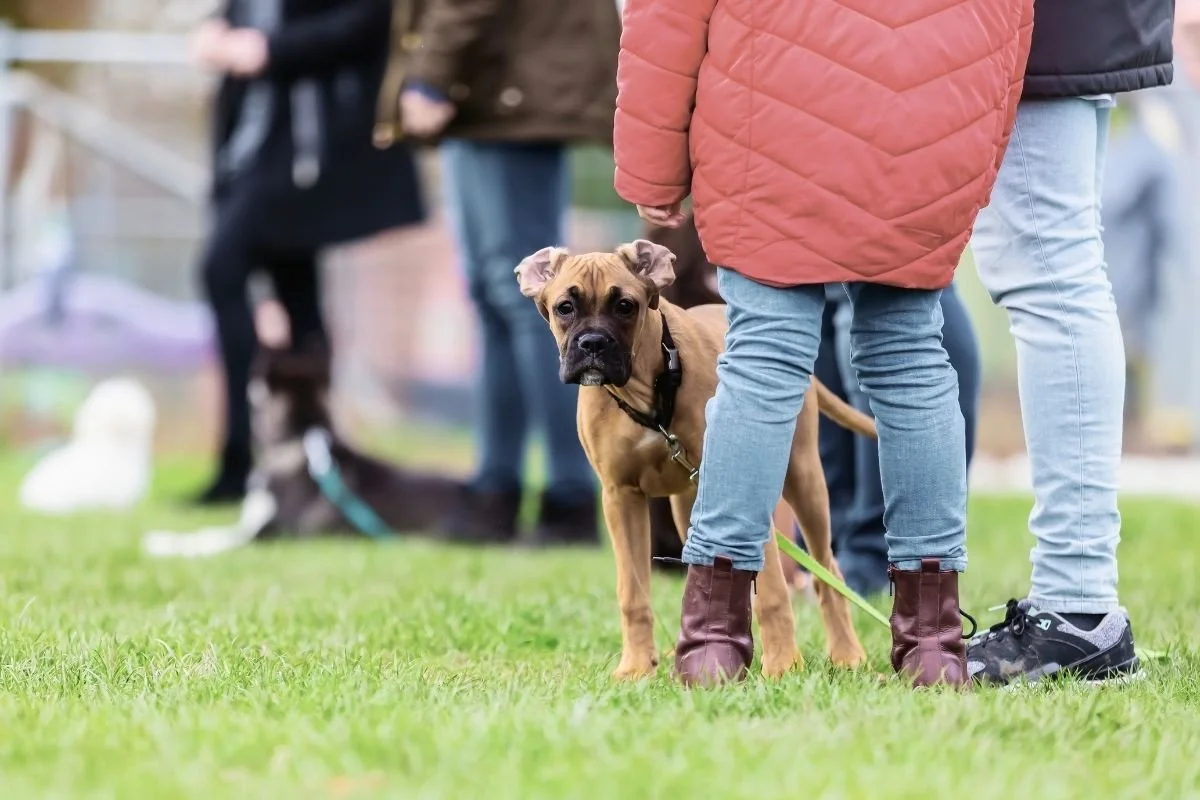 NHB Luzern: Alles zum Nationalen Hundehalter Brevet