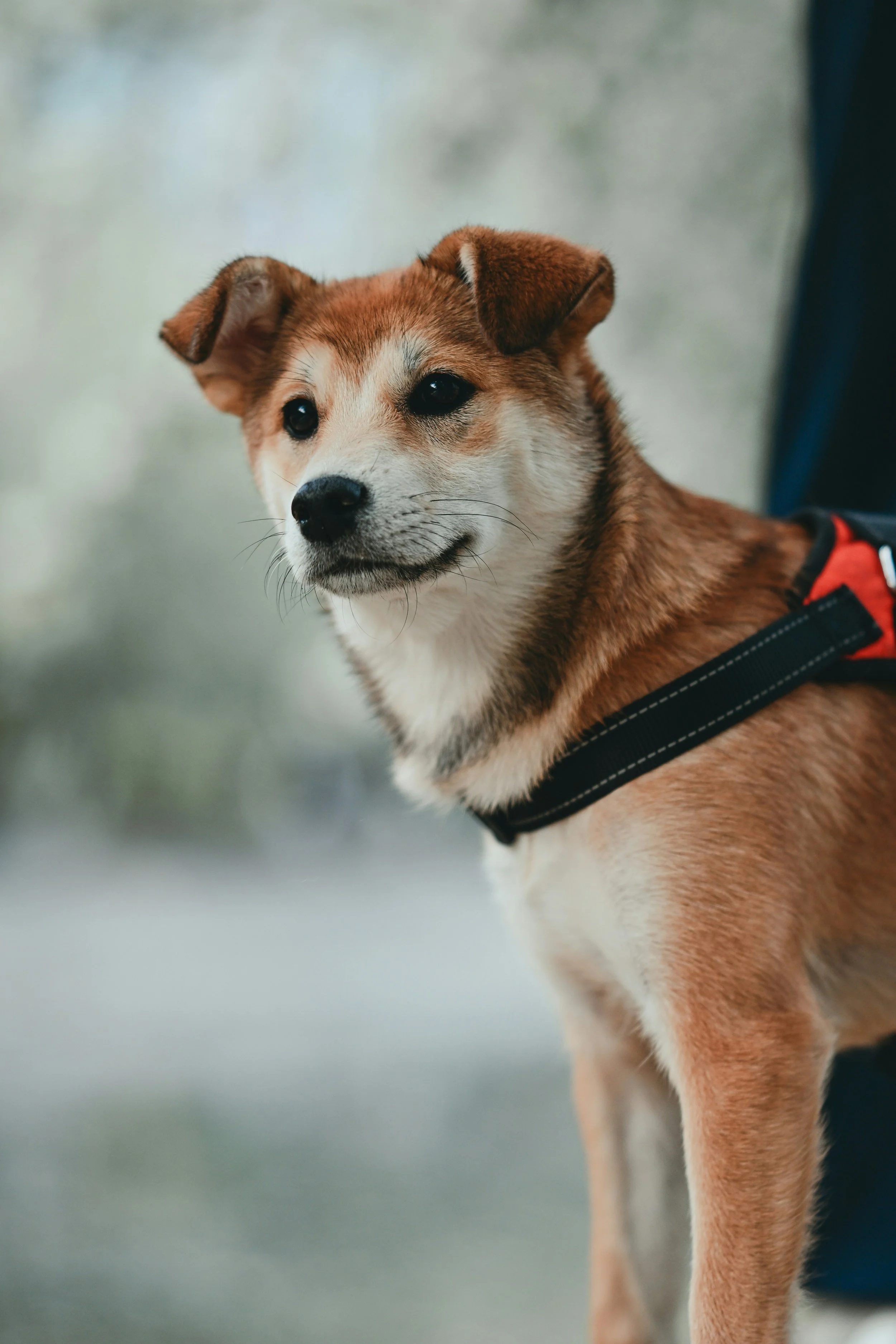 Ein brauner Hund mit weißem Gesicht und schwarzen Augen, trägt ein schwarzes und rotes Geschirr, blickt nach links, vor unscharfem Hintergrund.