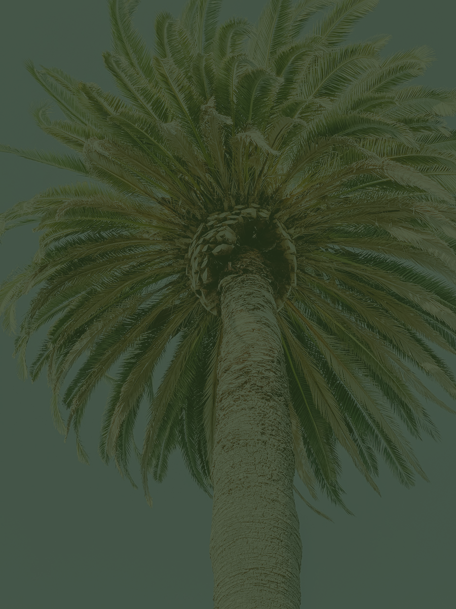 View of a tall palm tree with a thick trunk and a crown of long, arching fronds against a pale sky.