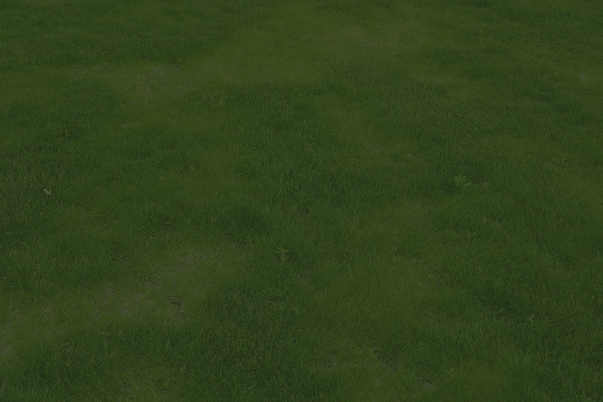 Green grass lawn with small weeds and patches of darker grass.
