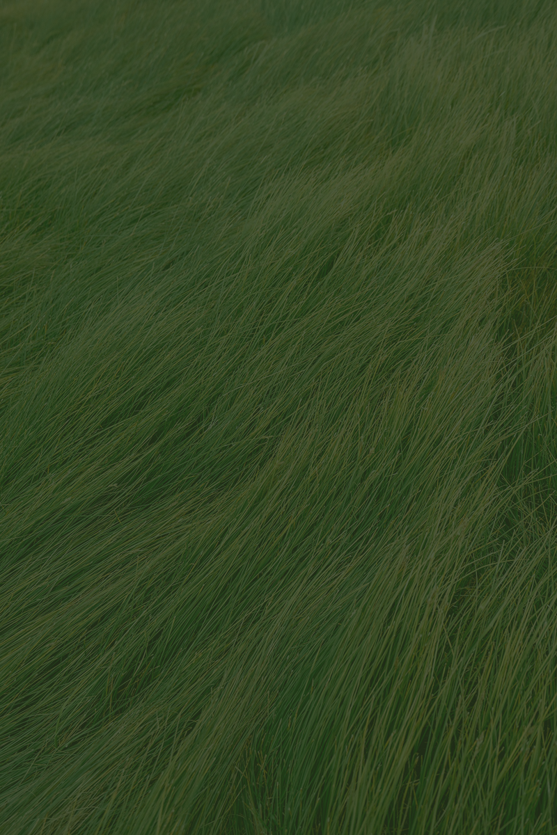 Close-up of tall green grass blowing in the wind.