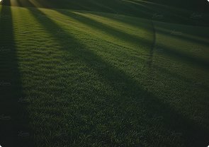 Green grass field with shadows cast by nearby trees.