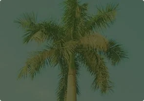 A tall palm tree with fronds against a clear sky.