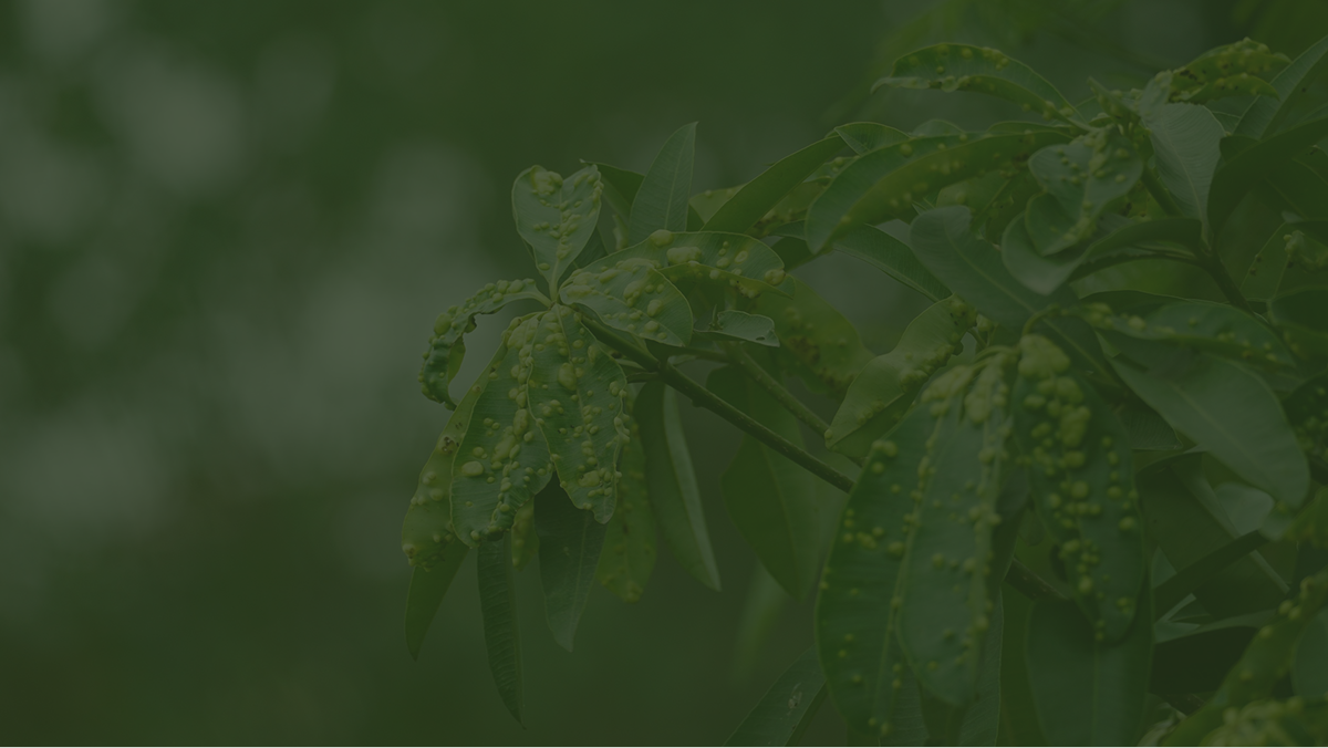 Close-up of green leaves with yellowish bumps or galls on the surface.