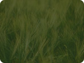Close-up of tall green grass outdoors.