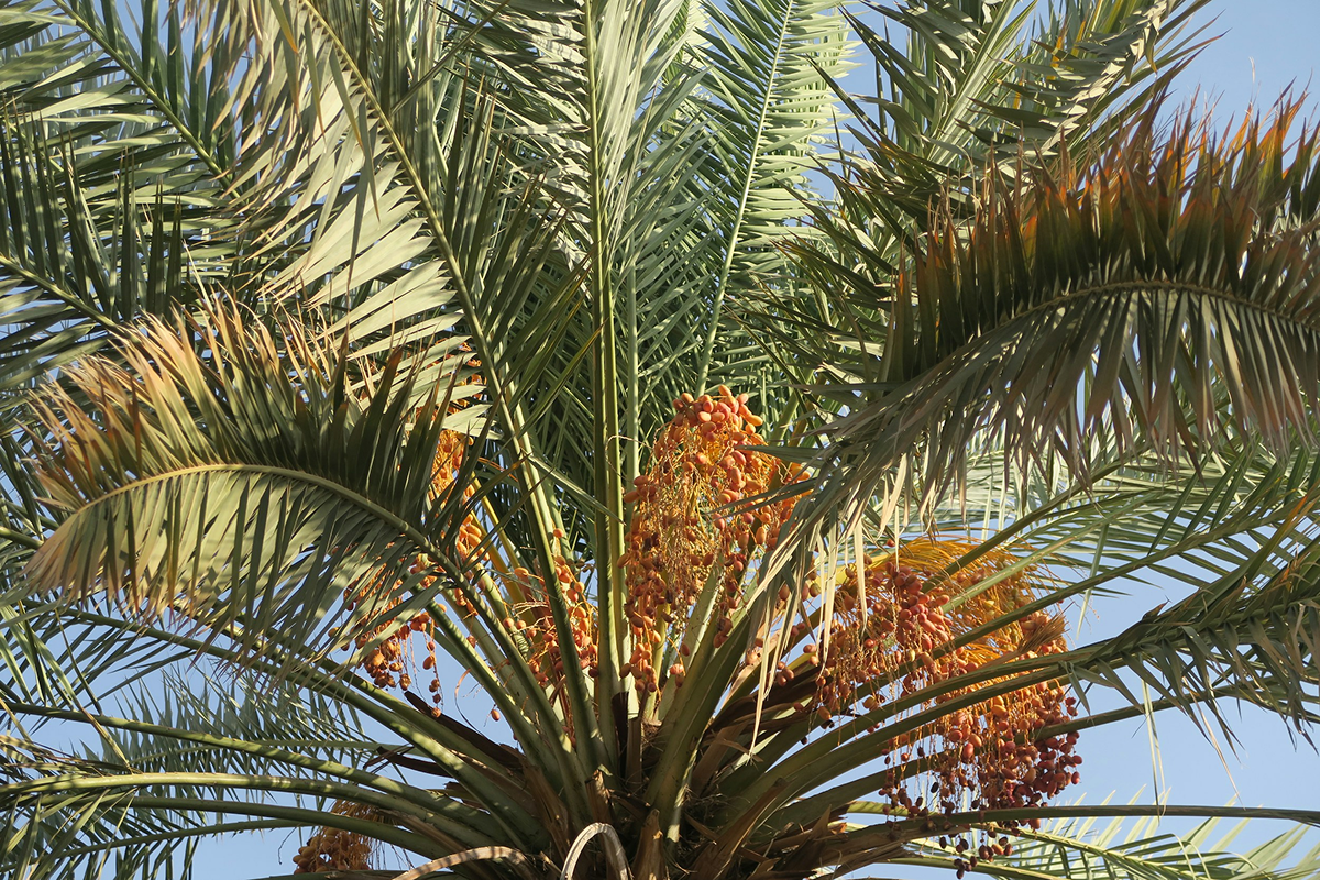 Close-up view of a palm tree with green fronds and orange fruits against a blue sky.