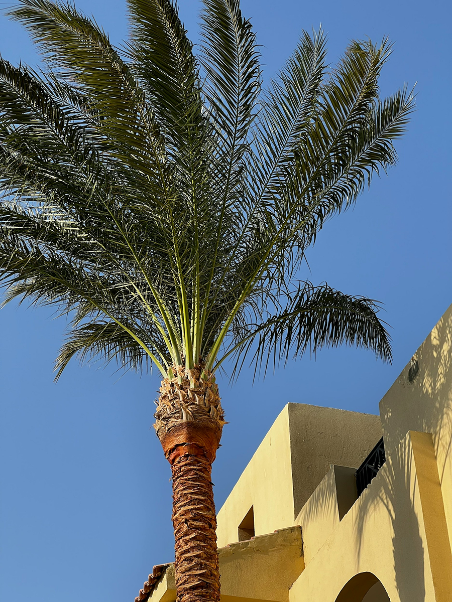 A tall palm tree with green fronds against a clear blue sky, near a yellow building with an arched window and shadowed wall.