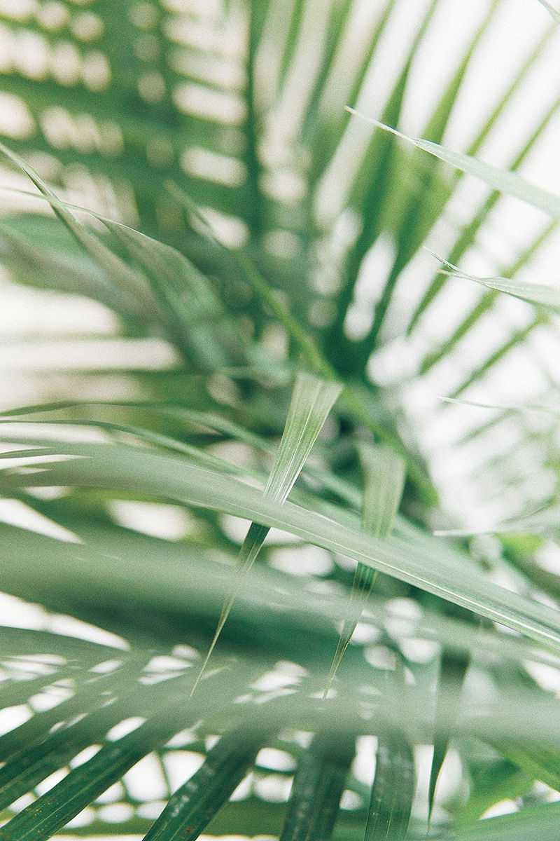 Close-up view of green palm leaves with sunlight filtering through