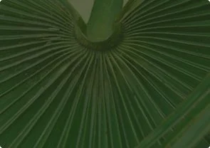 Close-up of a large green palm frond, showing the leaf's fan shape and ribbed texture.