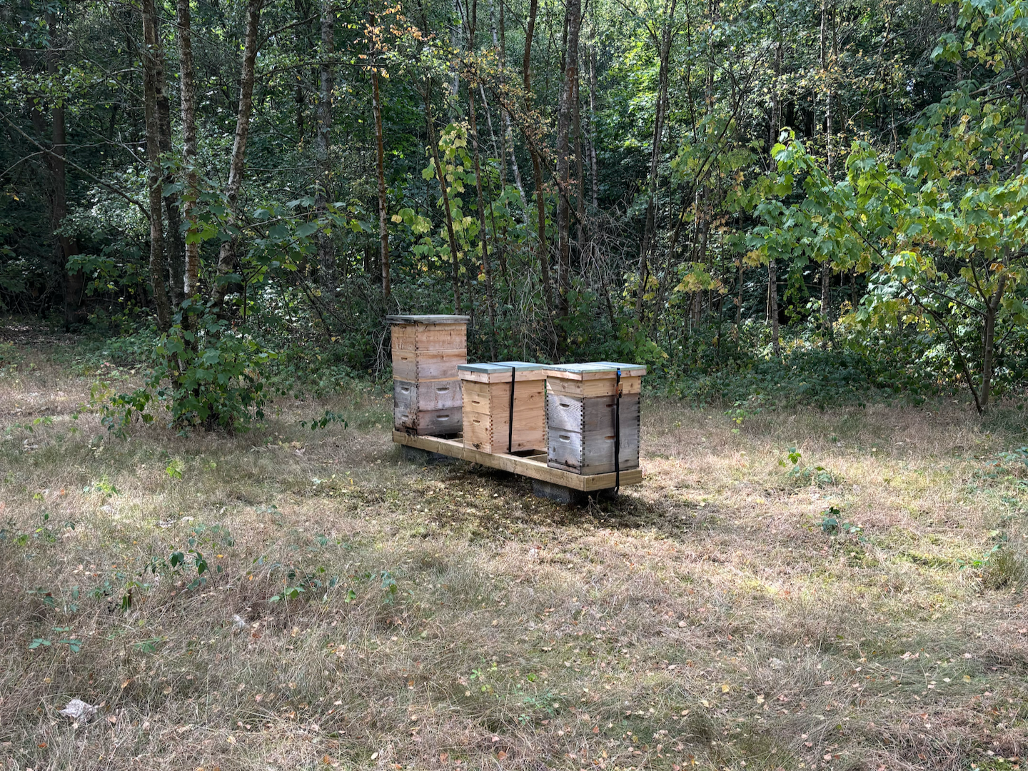 Mainfield Apiary Beehives