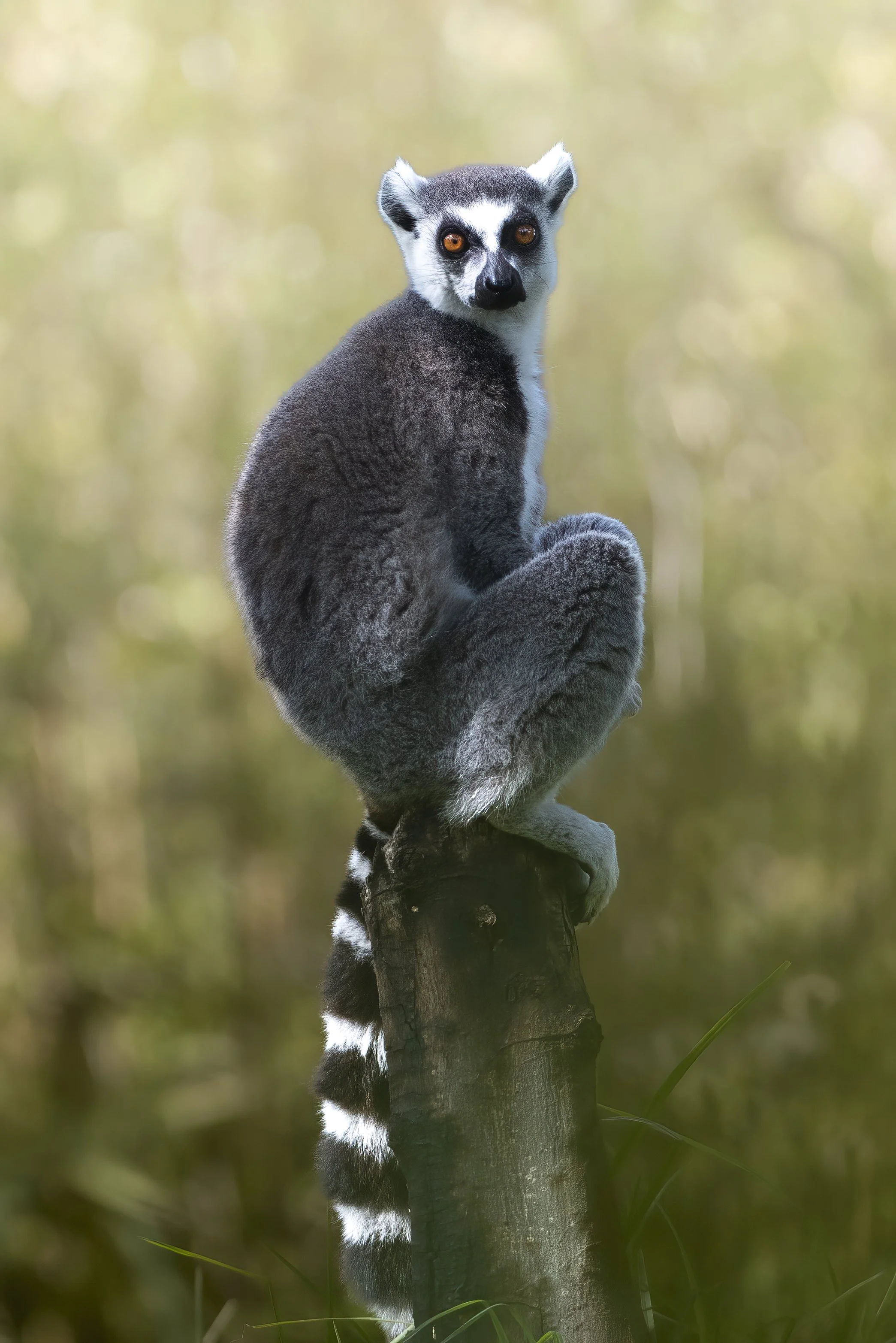 A lemur perched on a tree stump in a natural habitat with a blurred background.